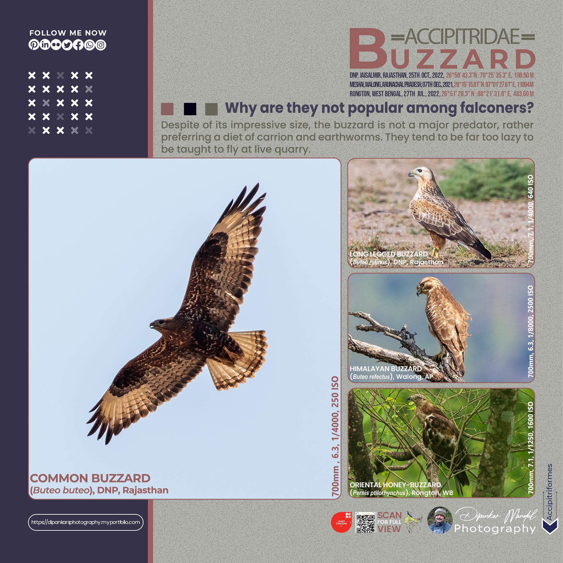 Buzzard_01
