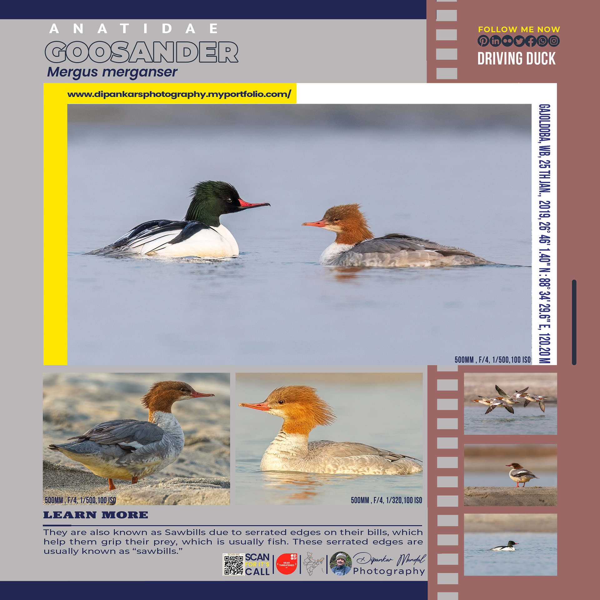 Goosander