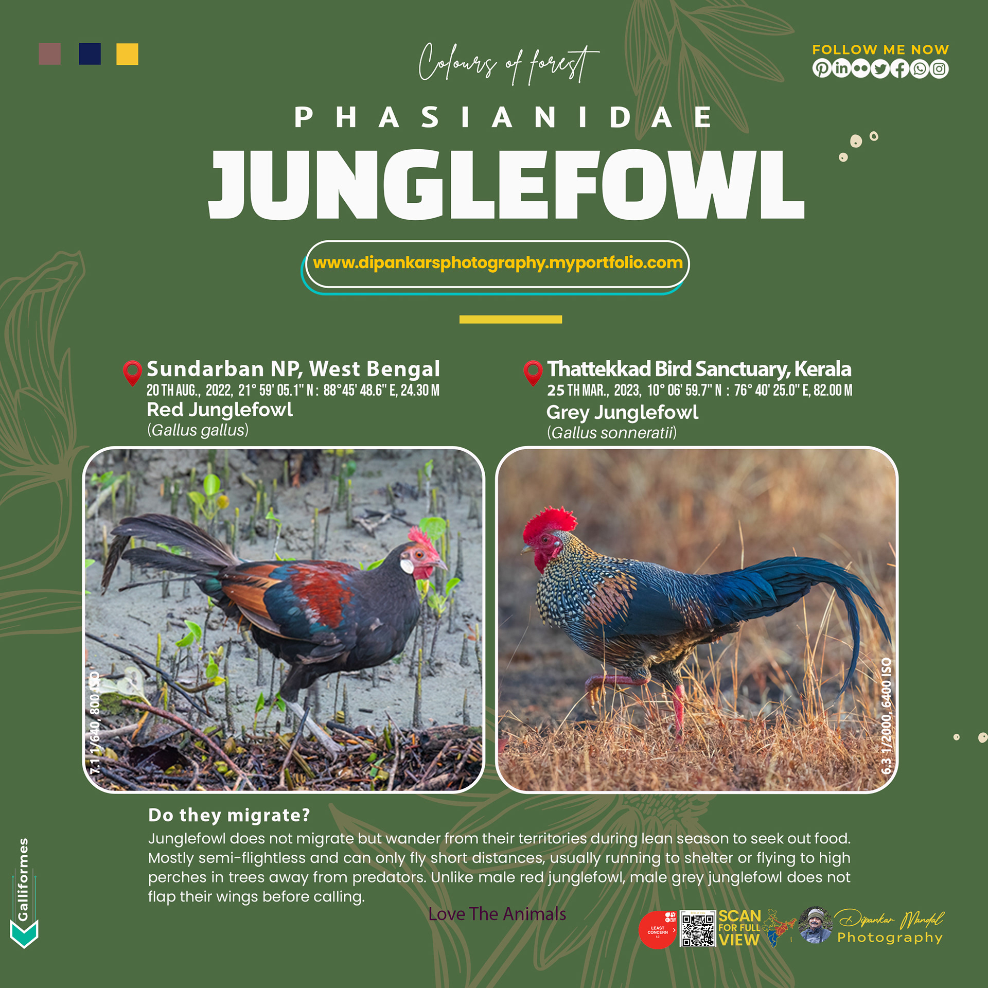 Junglefowl