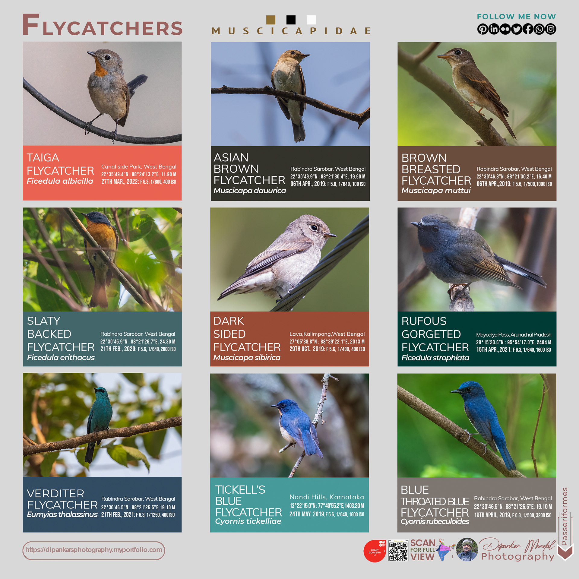 Flycatchers_01