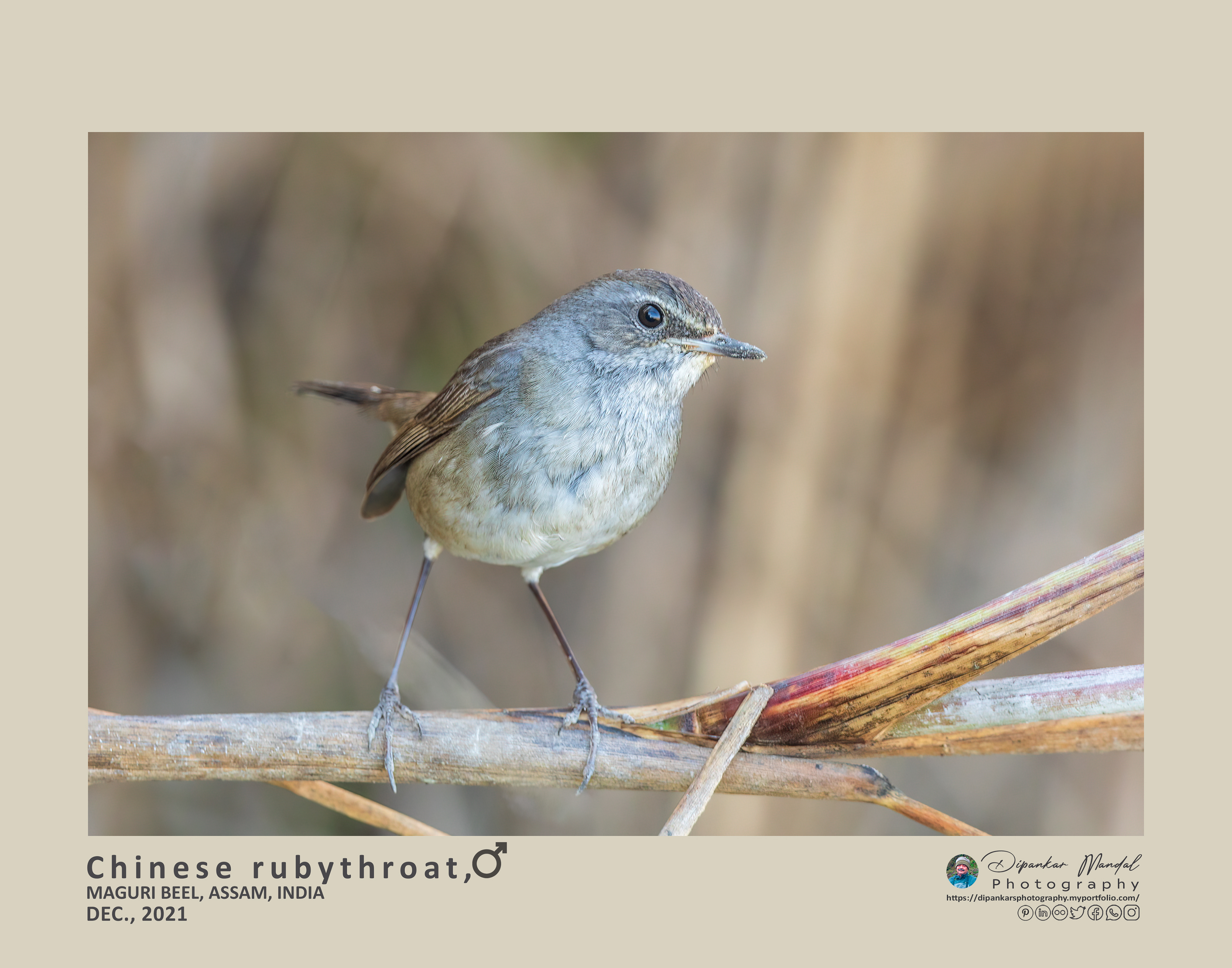 Chinese rubythroat