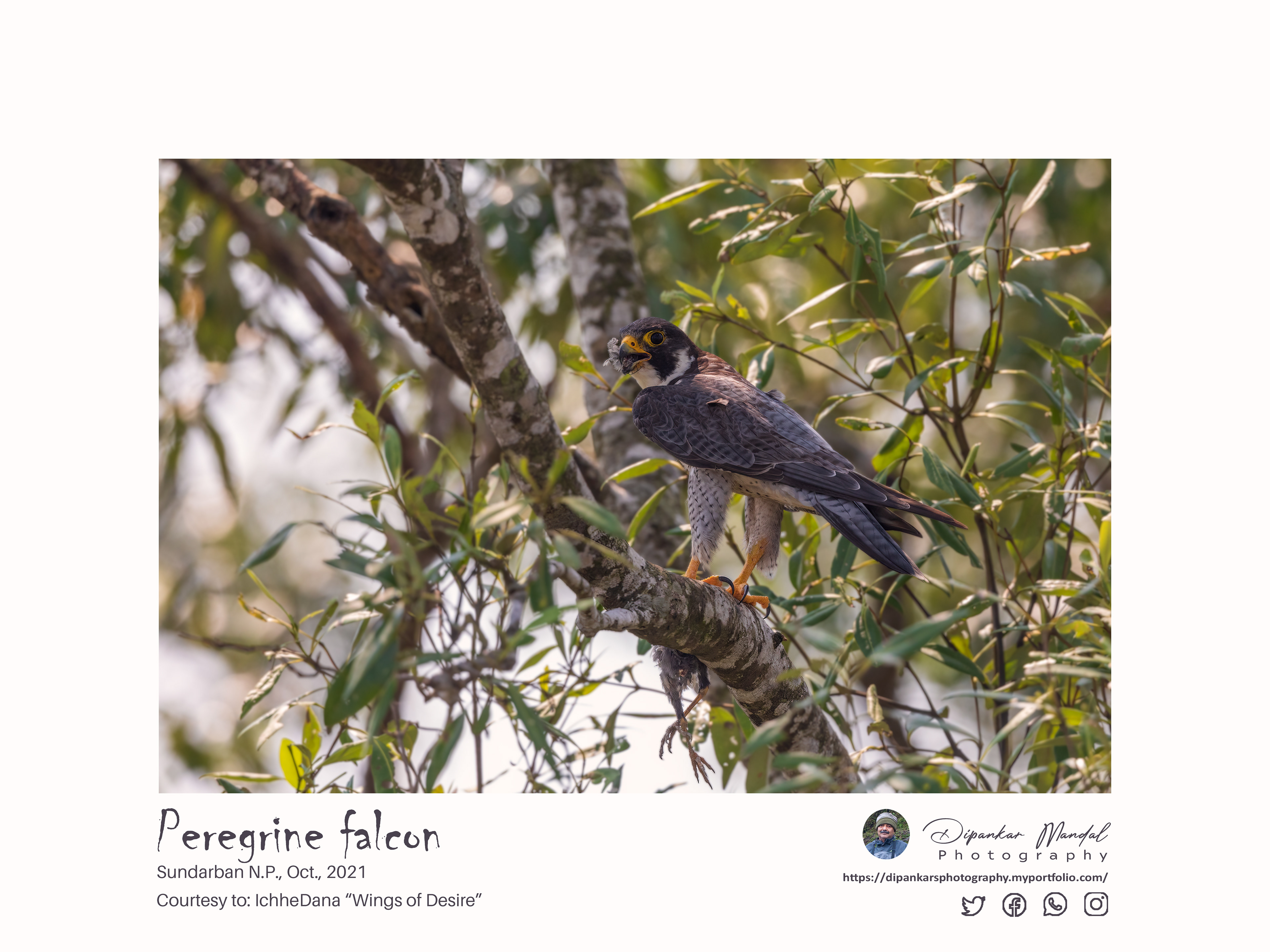 Peregrine Falcon