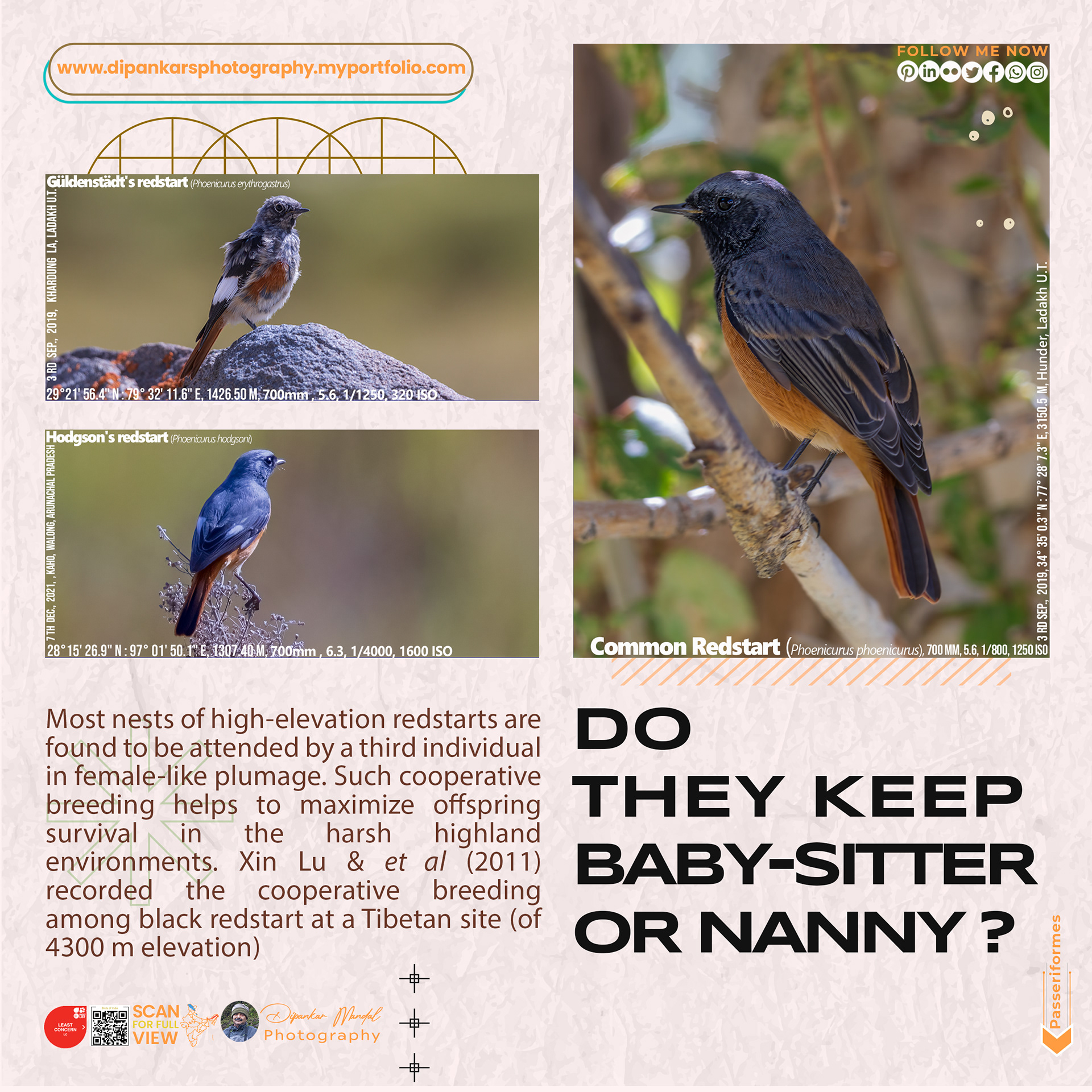 Redstart_03