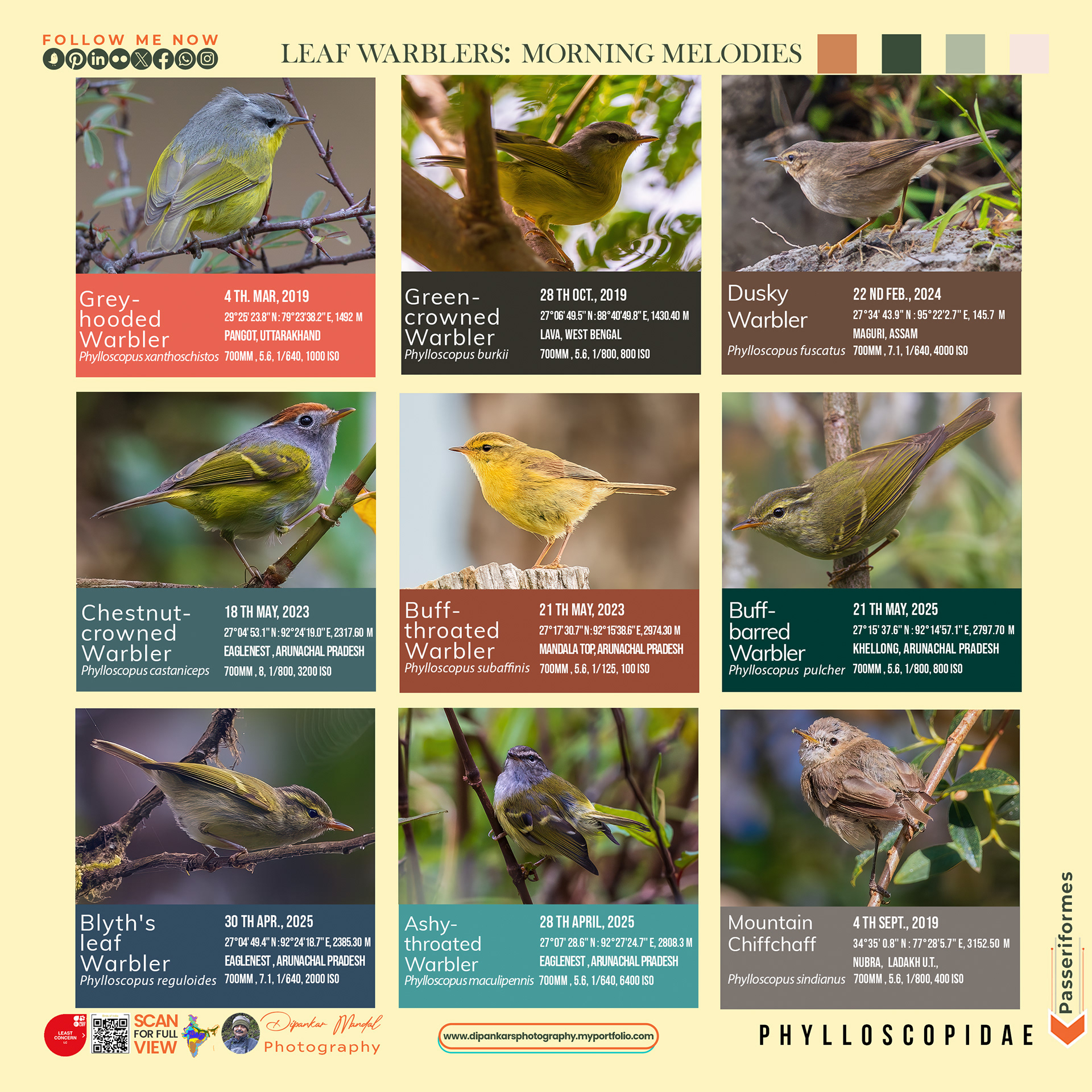 Leaf Warblers#2