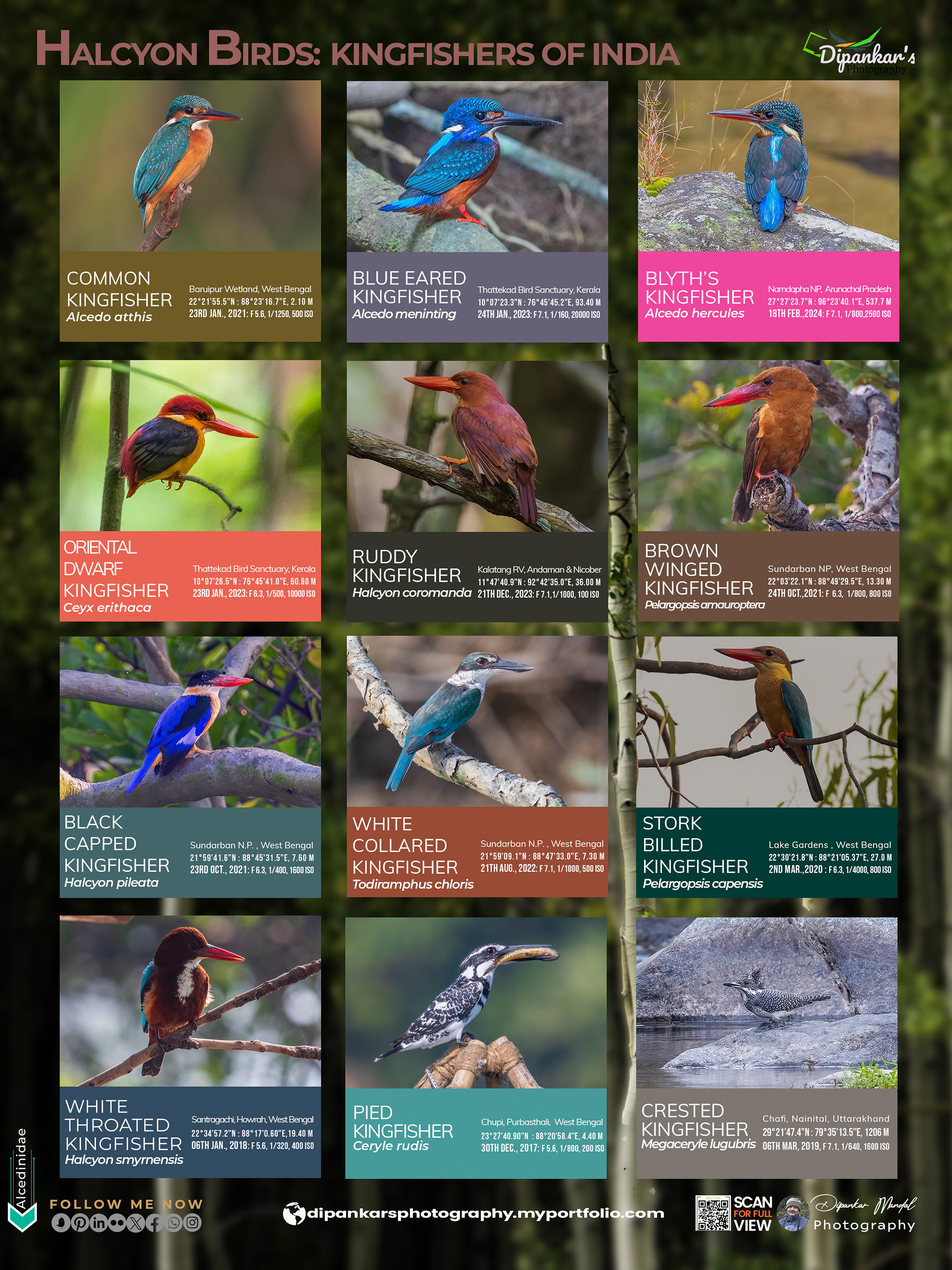 Kingfishers