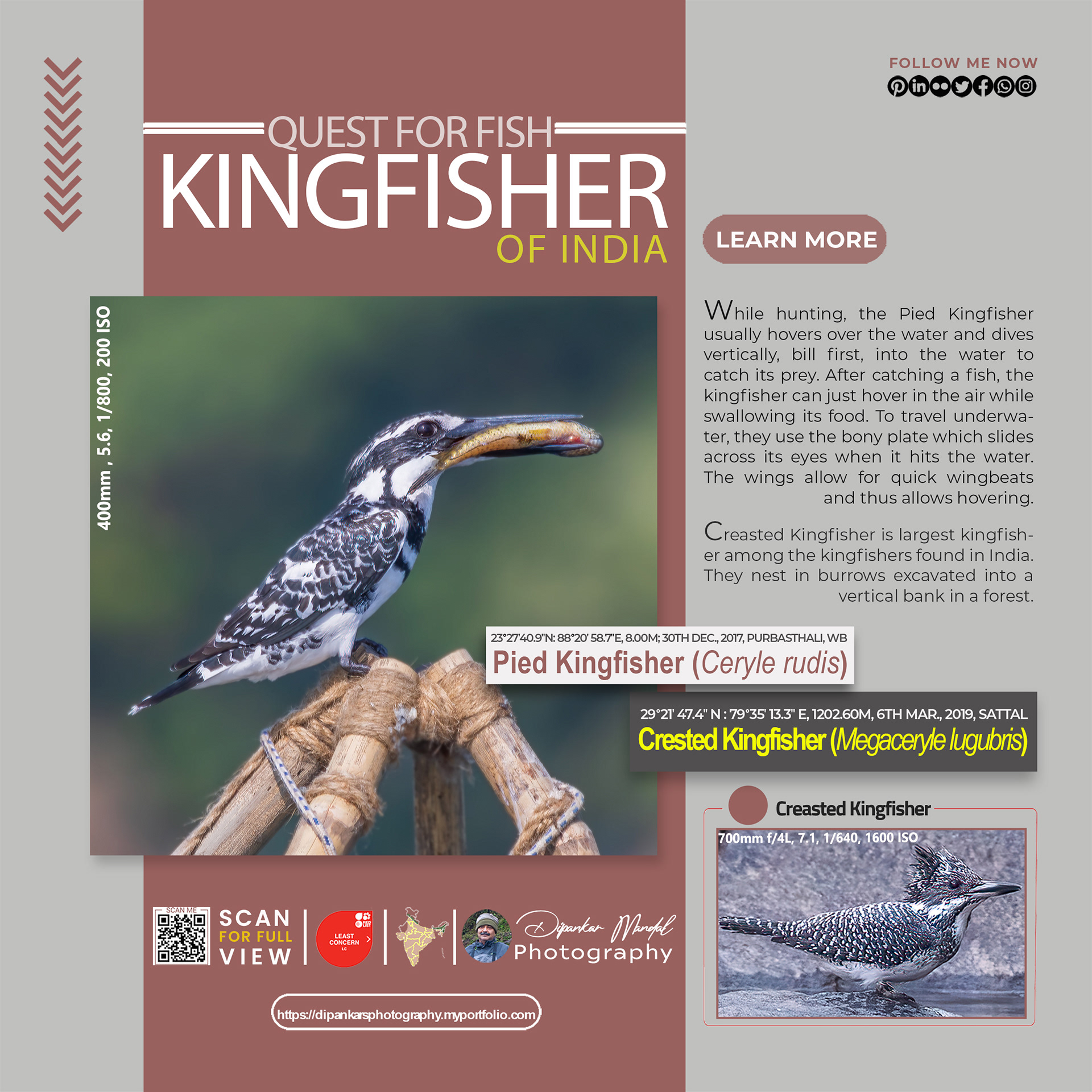 Kingfisher_03