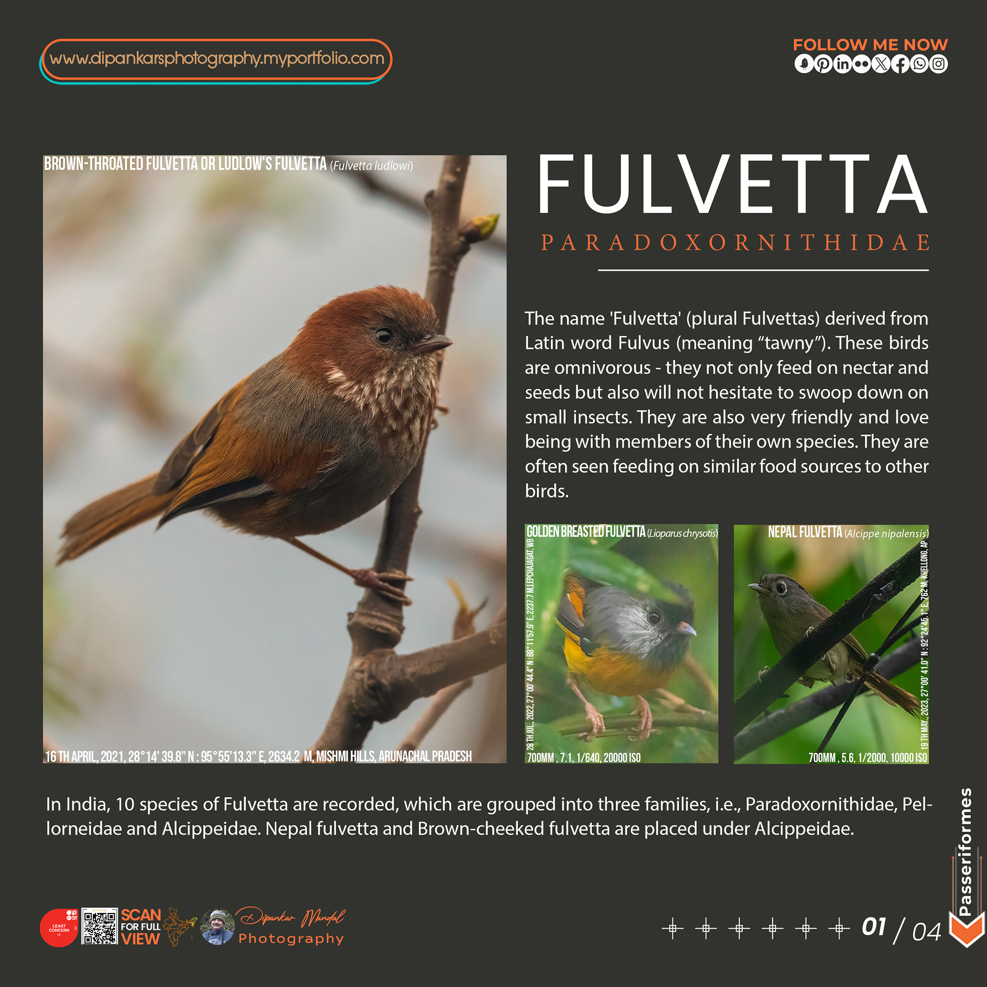 Fulvetta-01