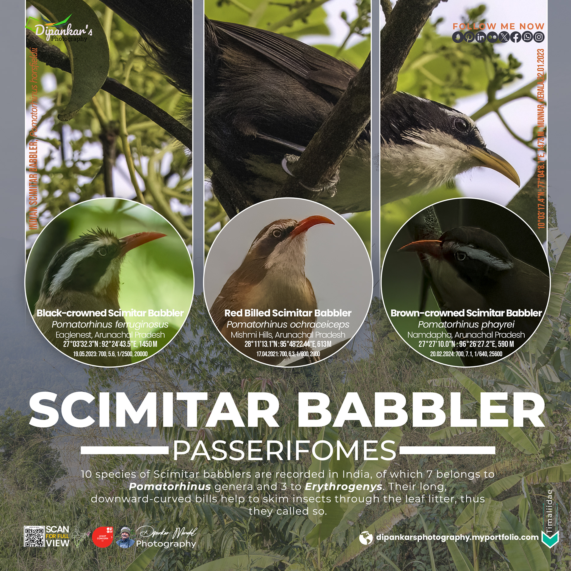 Scimitar_babbler_01