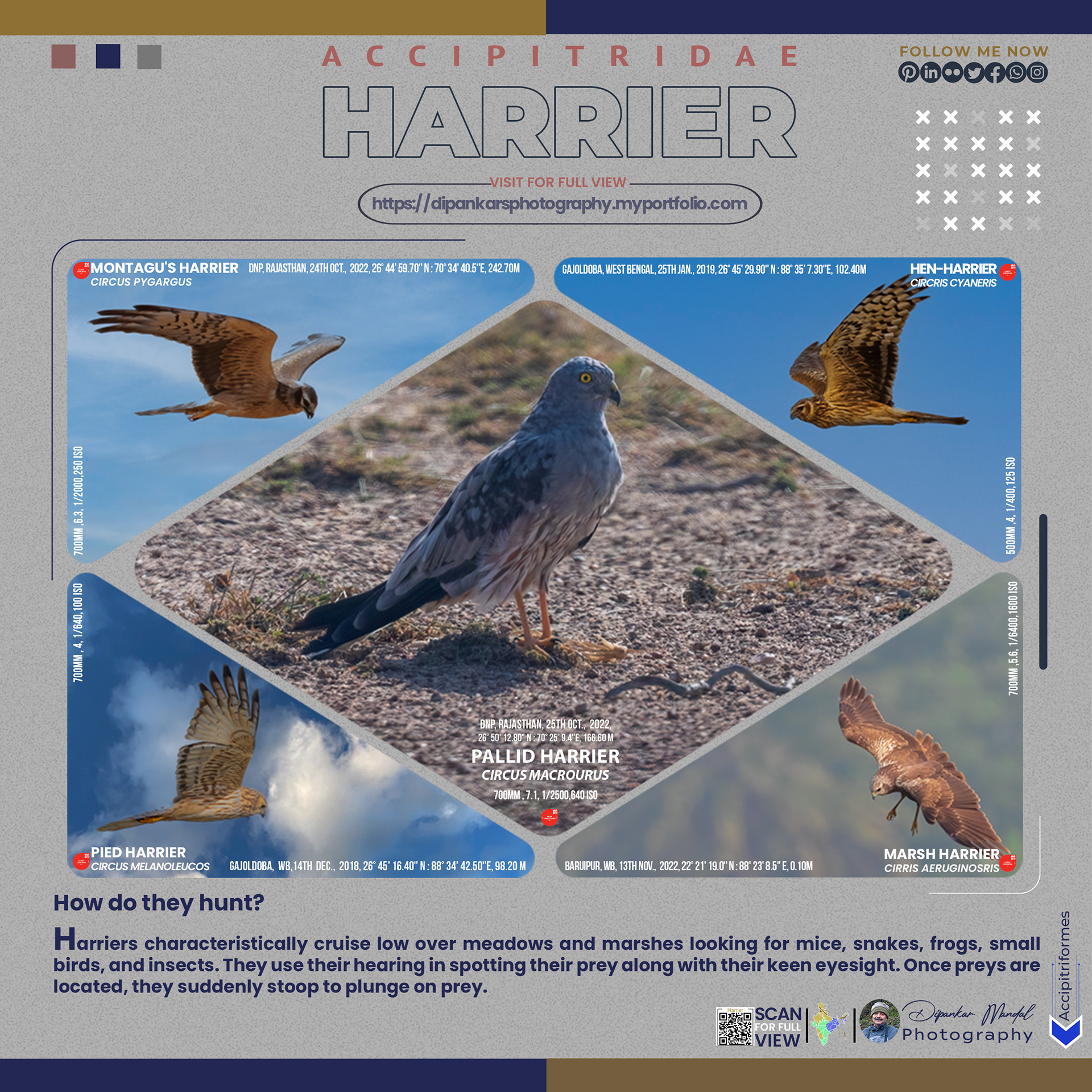 Harrier