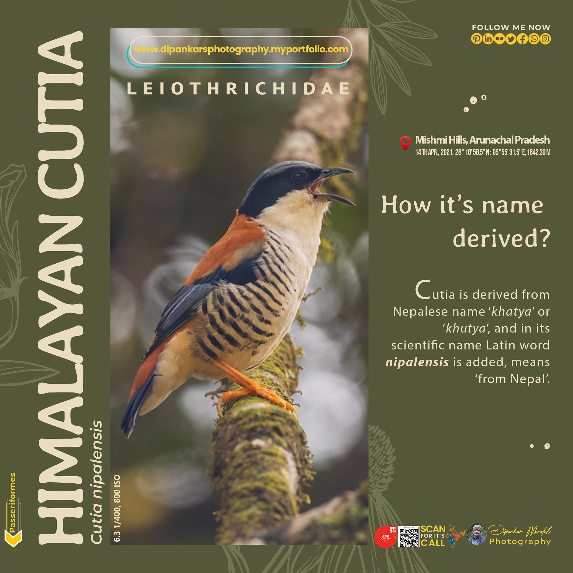 Himalayan Cutia