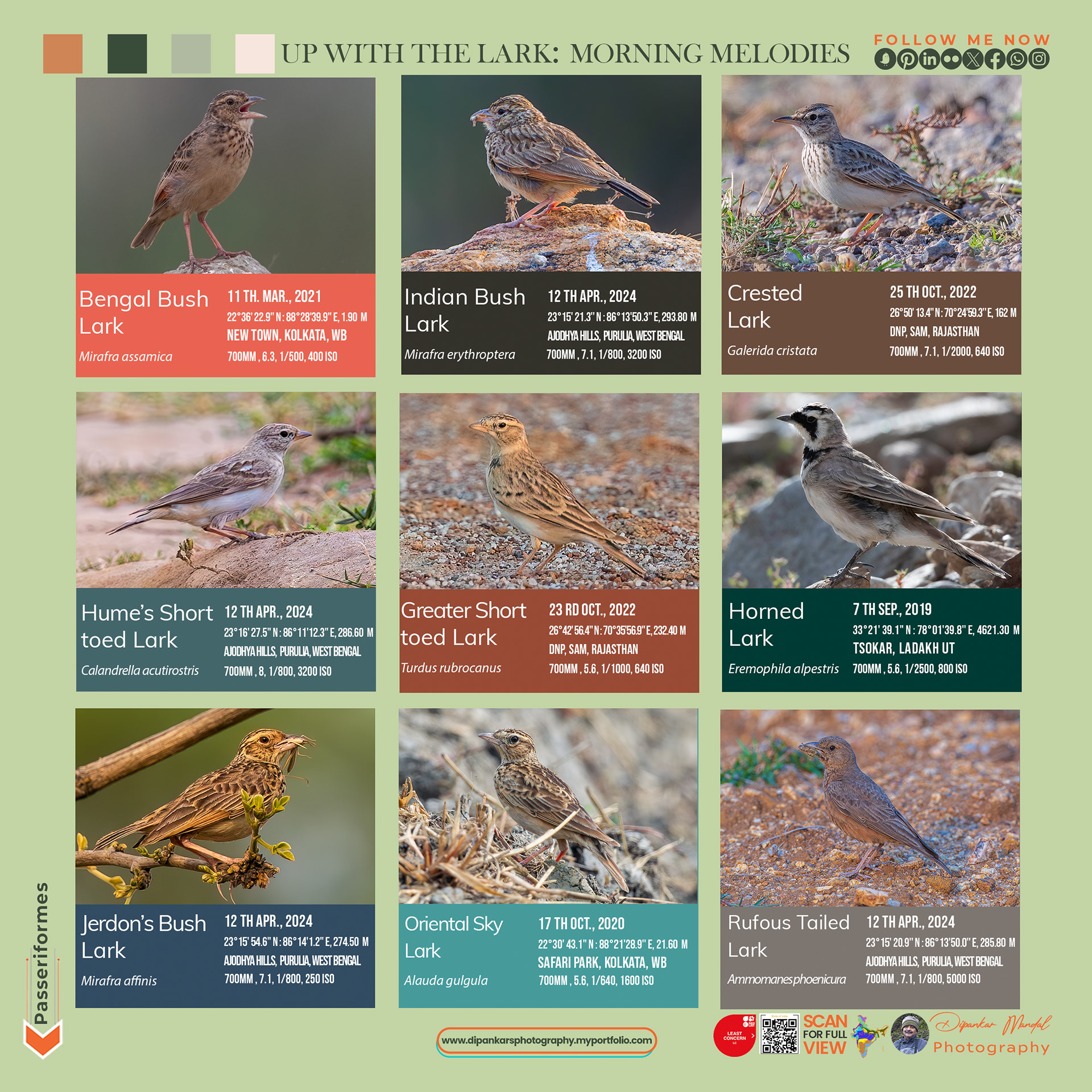 Larks_2