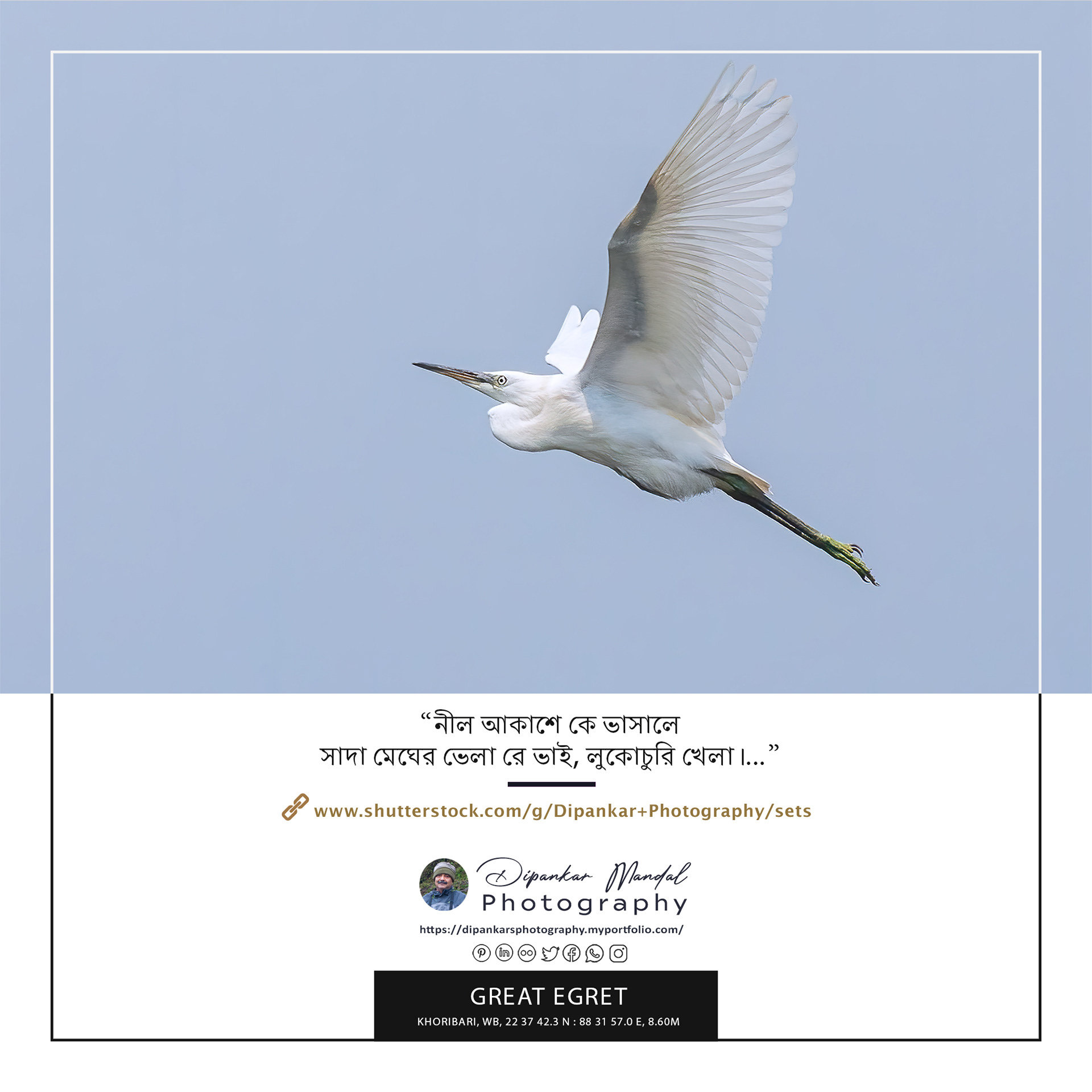 Great egret