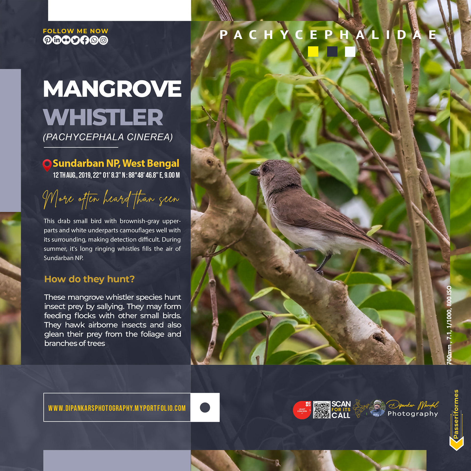 Mangrove Whistler