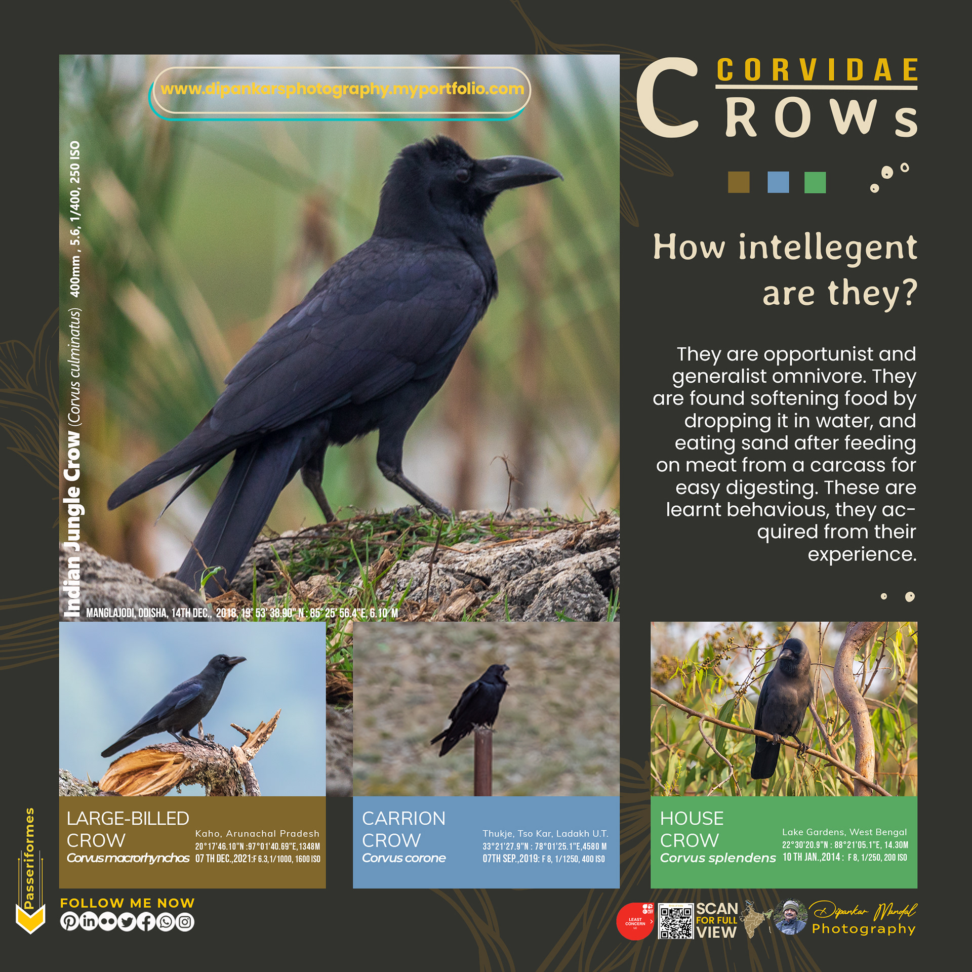 Crow_01