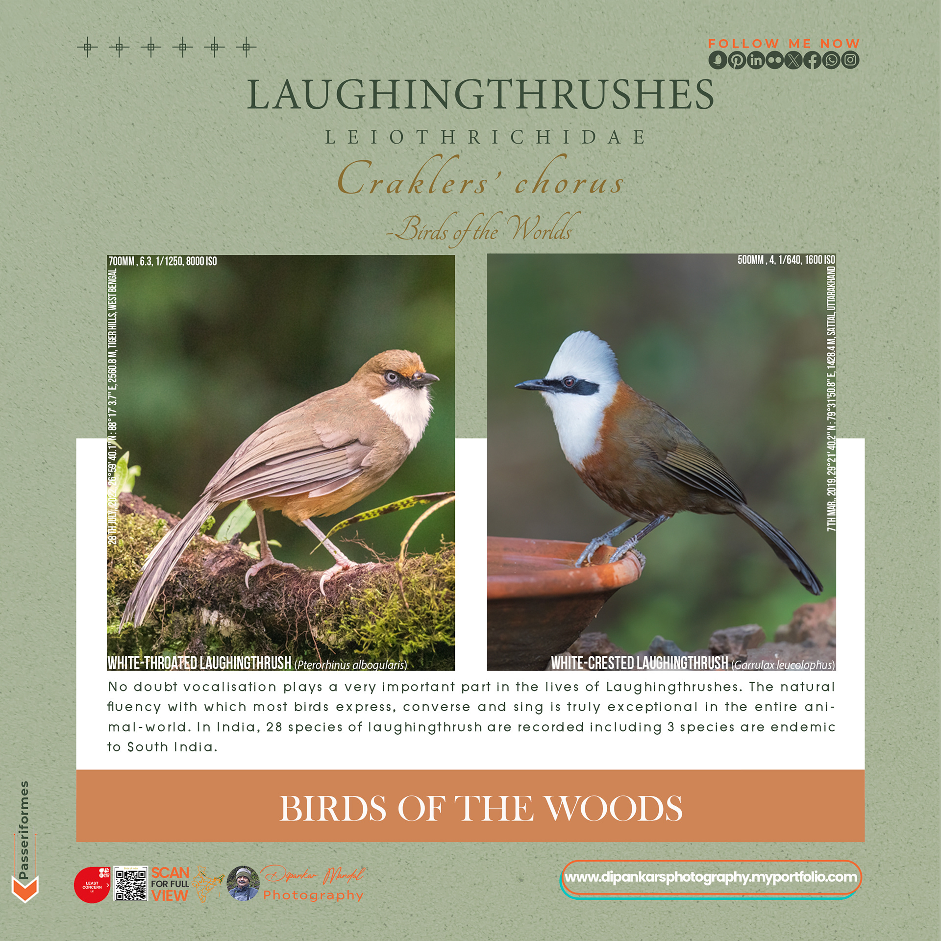 Laughingthrush-02
