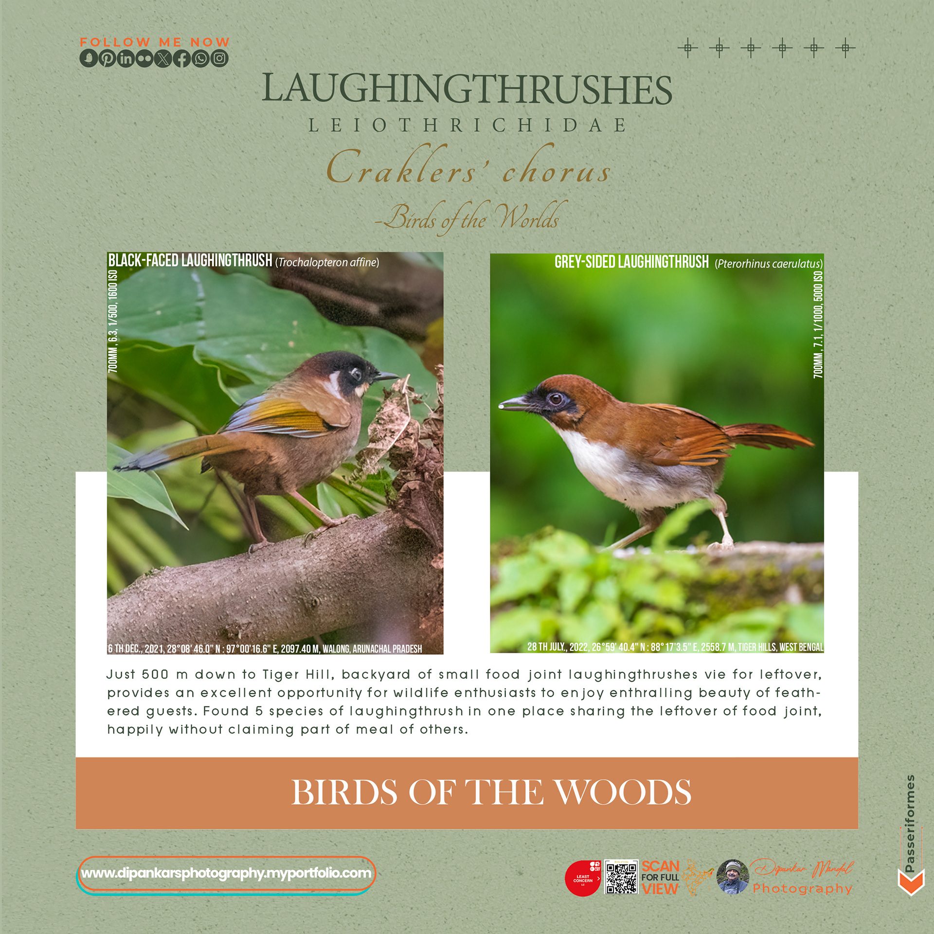 Laughingthrush-05