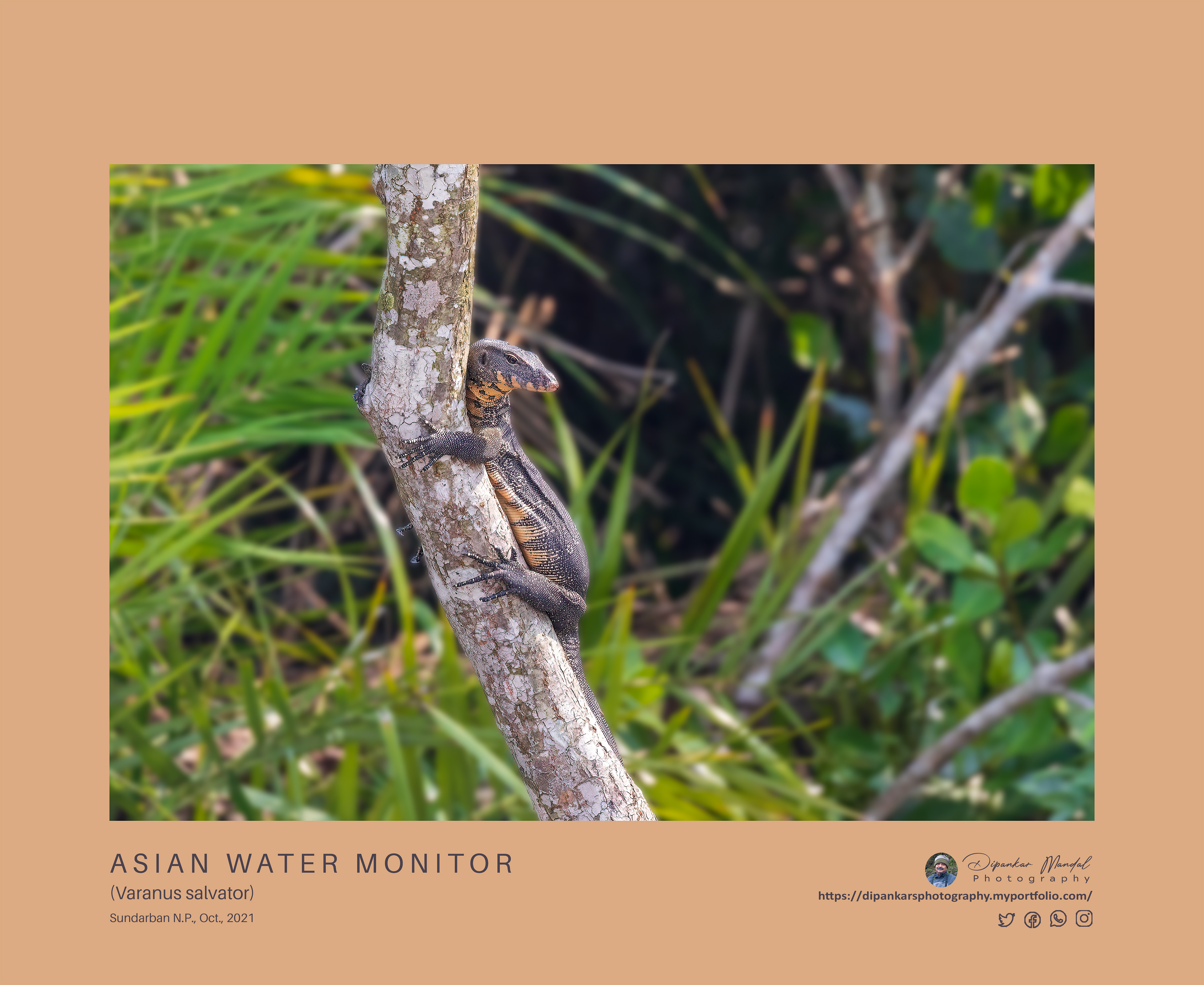 Water Monitor