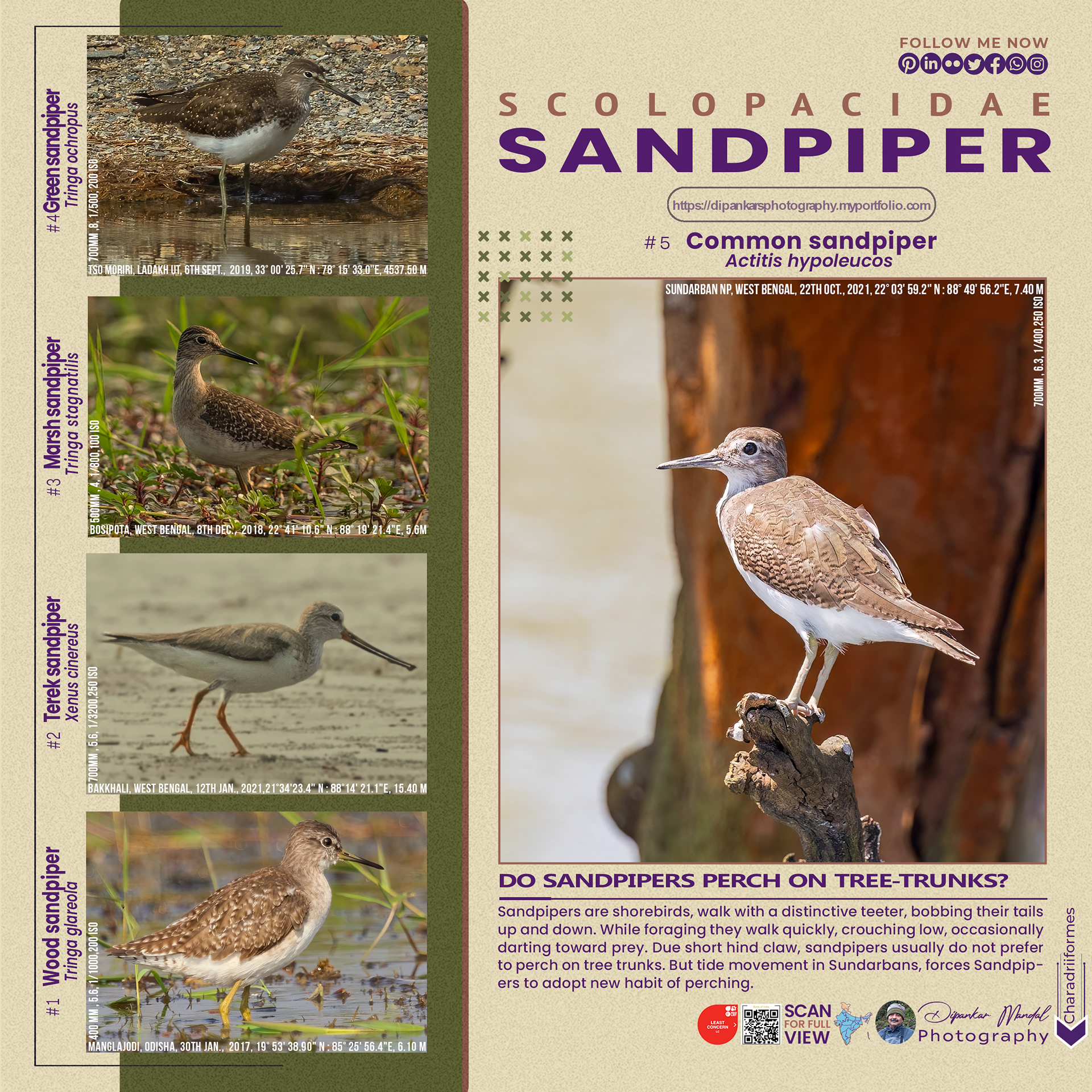 Sandpiper_01
