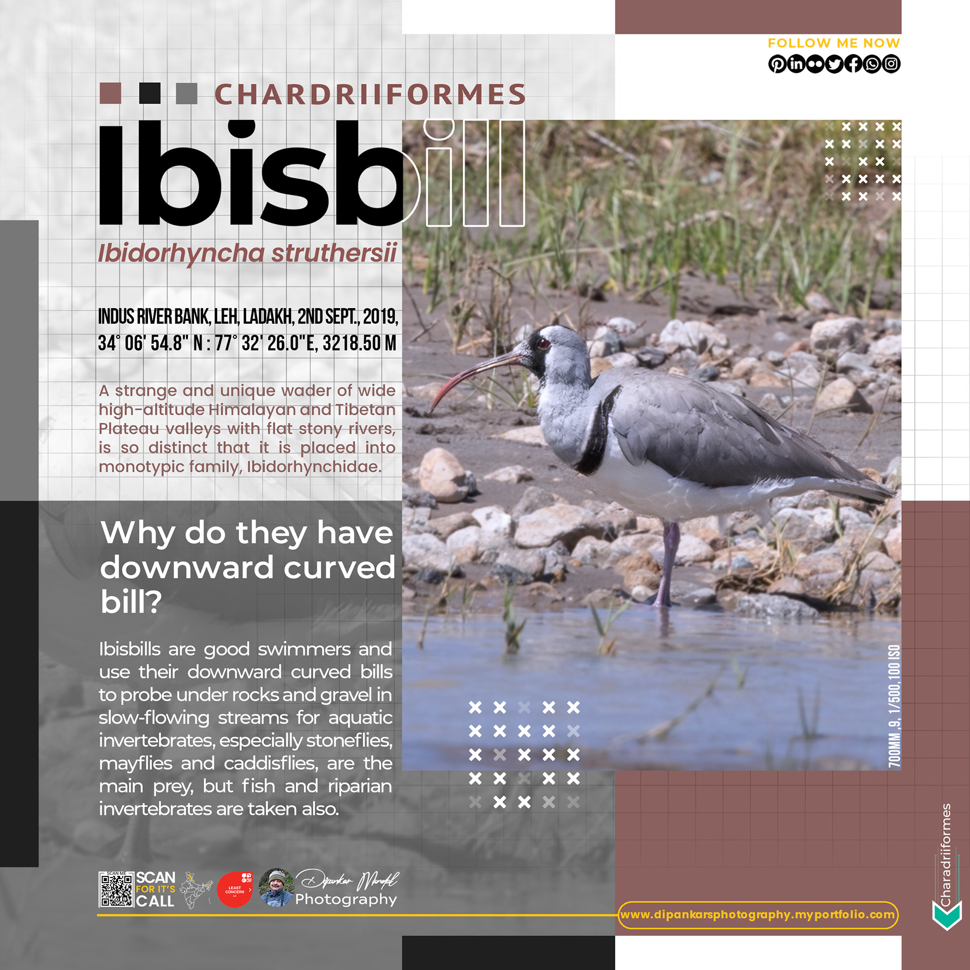 Ibisbill
