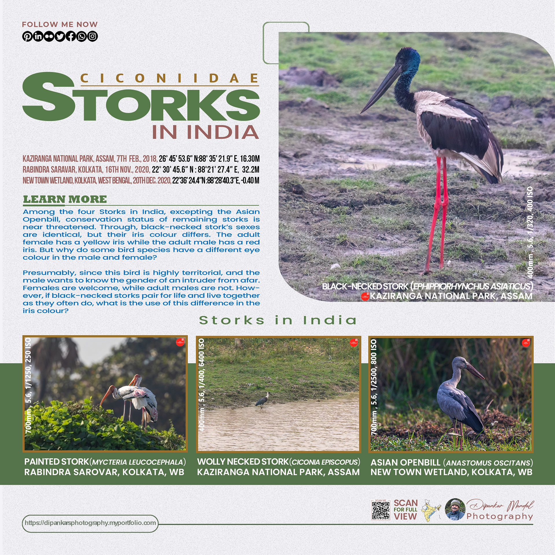 Stork-01