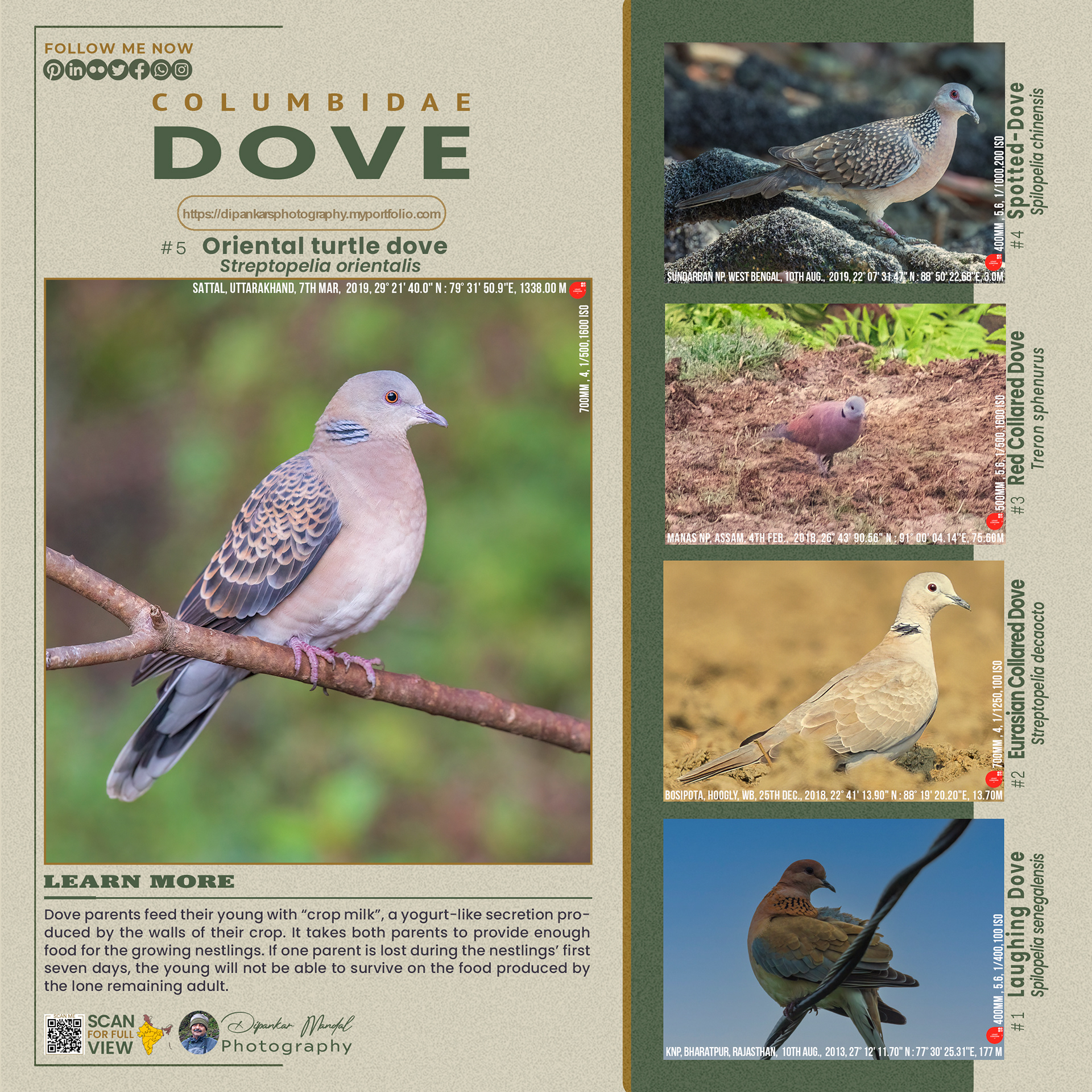 Dove_01
