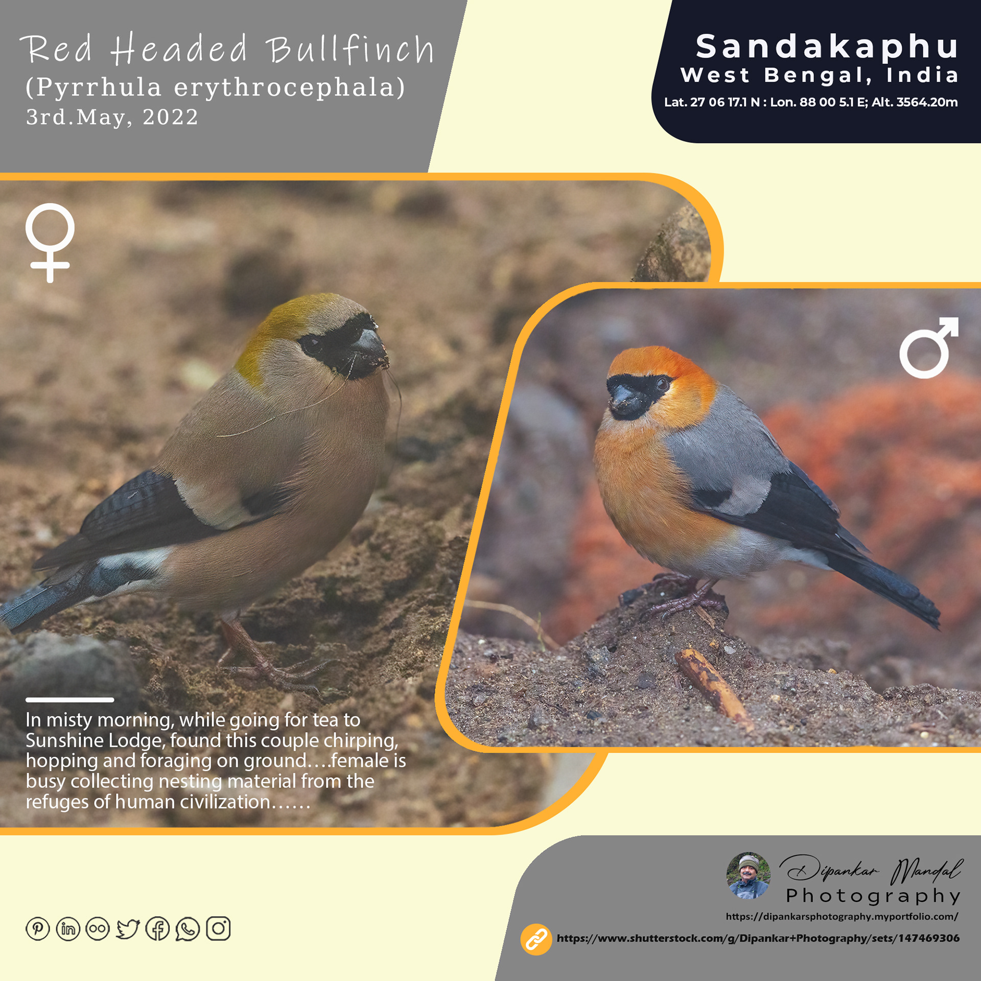 Red headed bullfinch