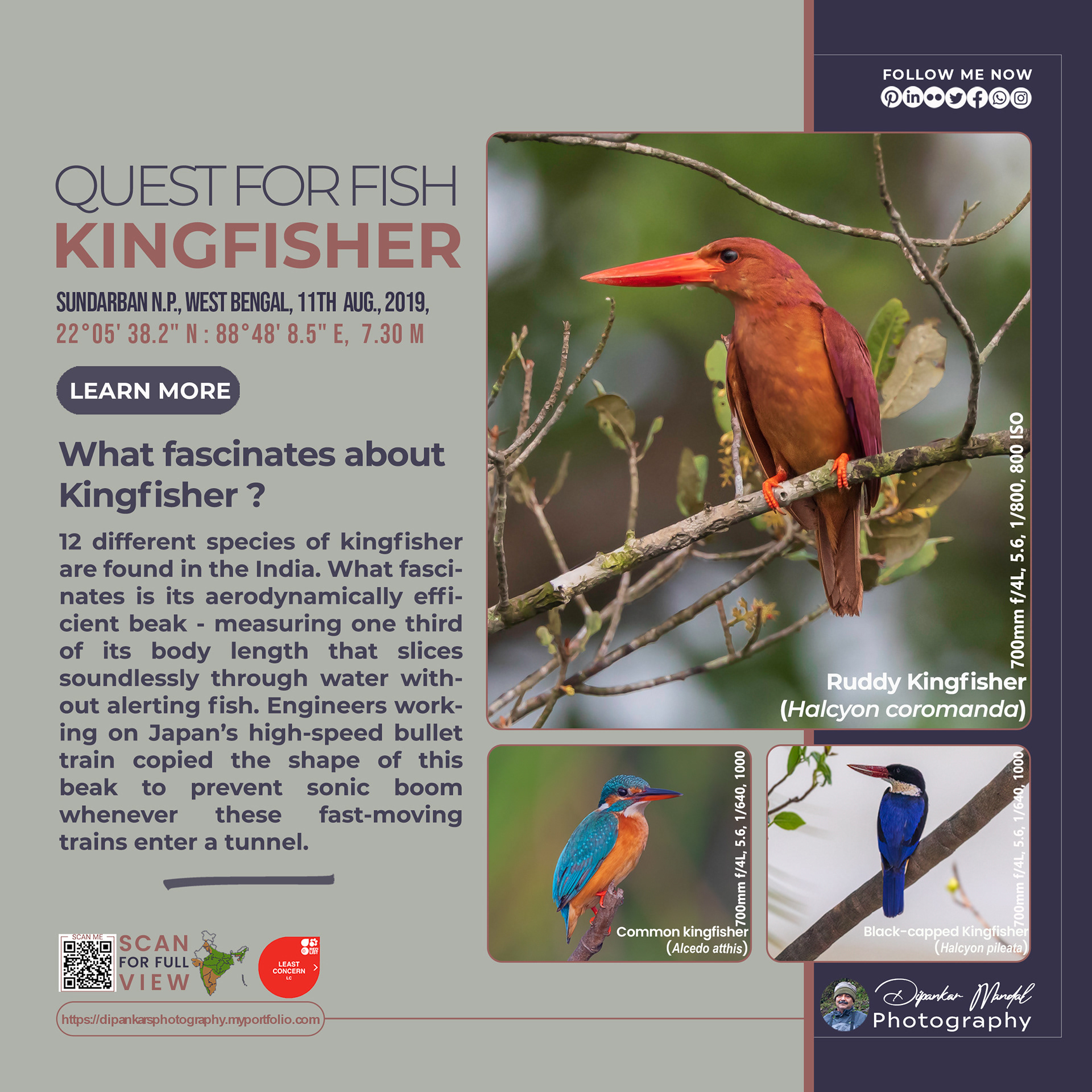 Kingfisher_01