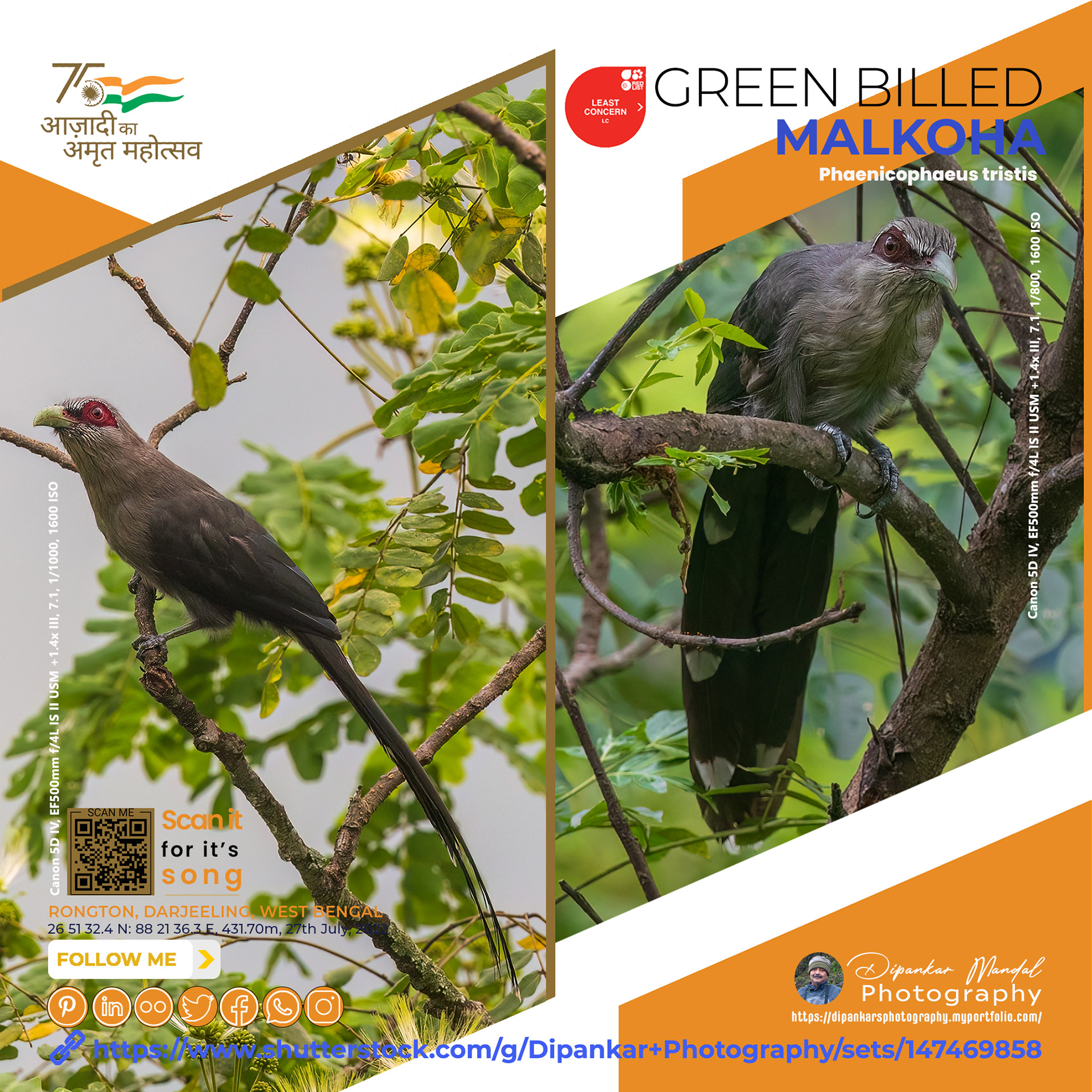Green billed Malkoha