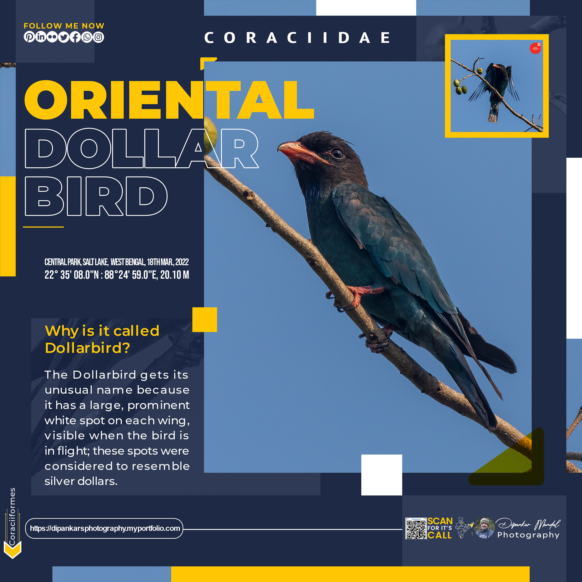 Dollarbird