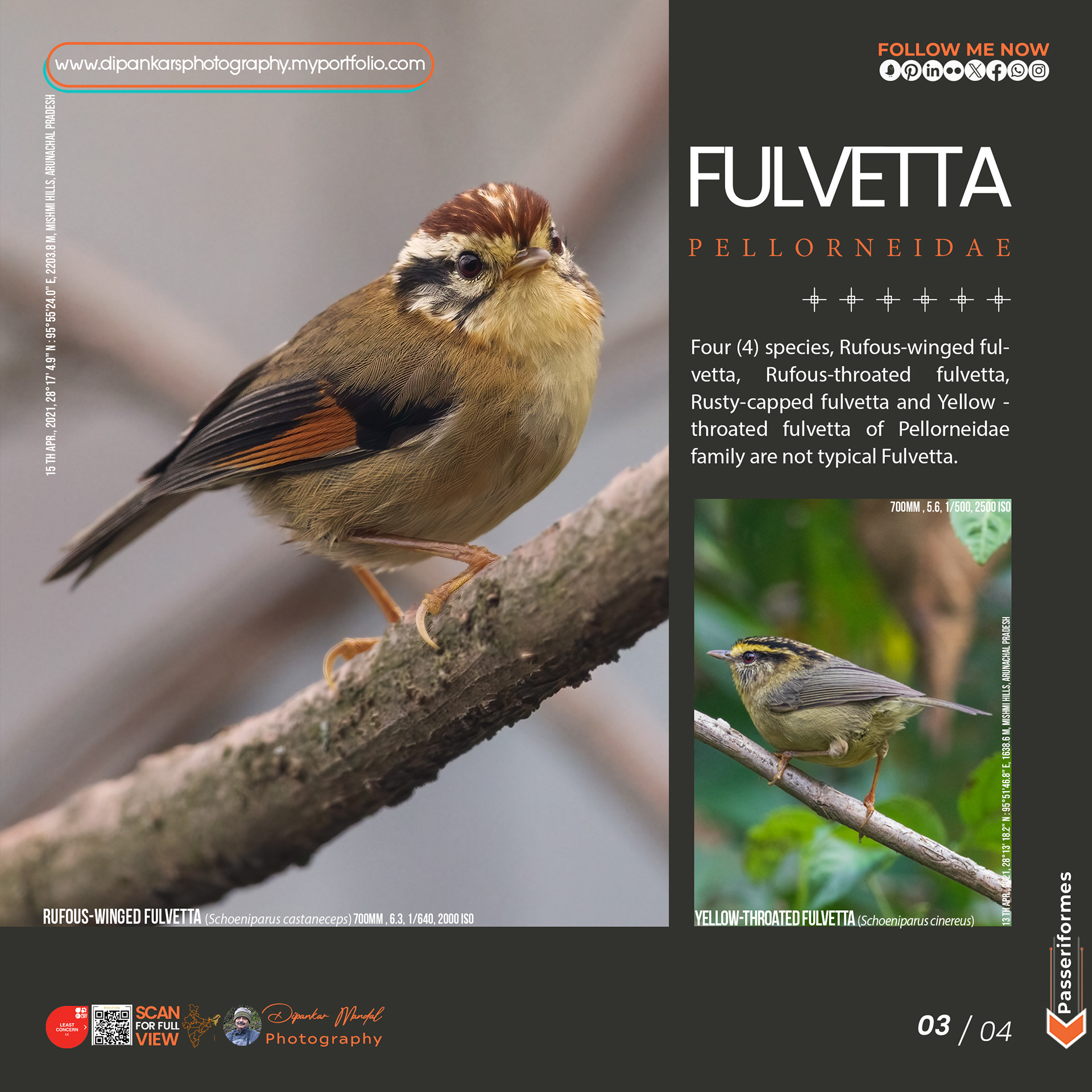Fulvetta-03