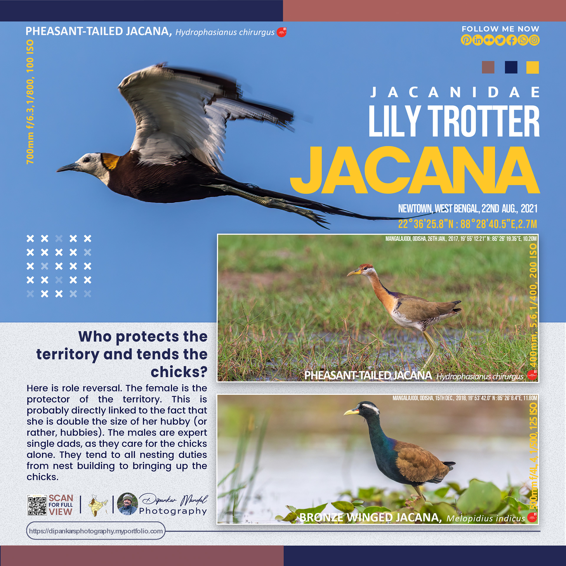 Jacana