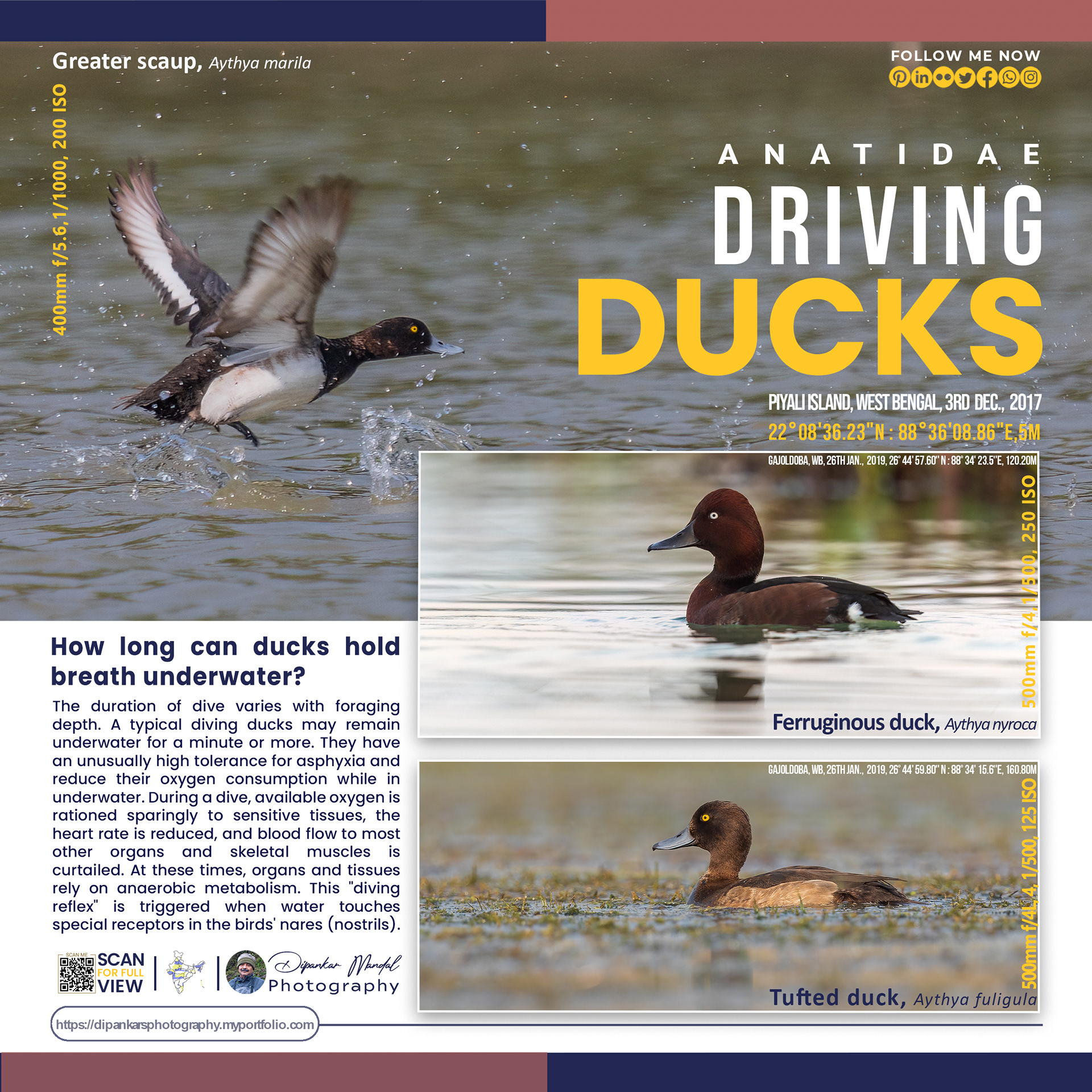 Ducks_01