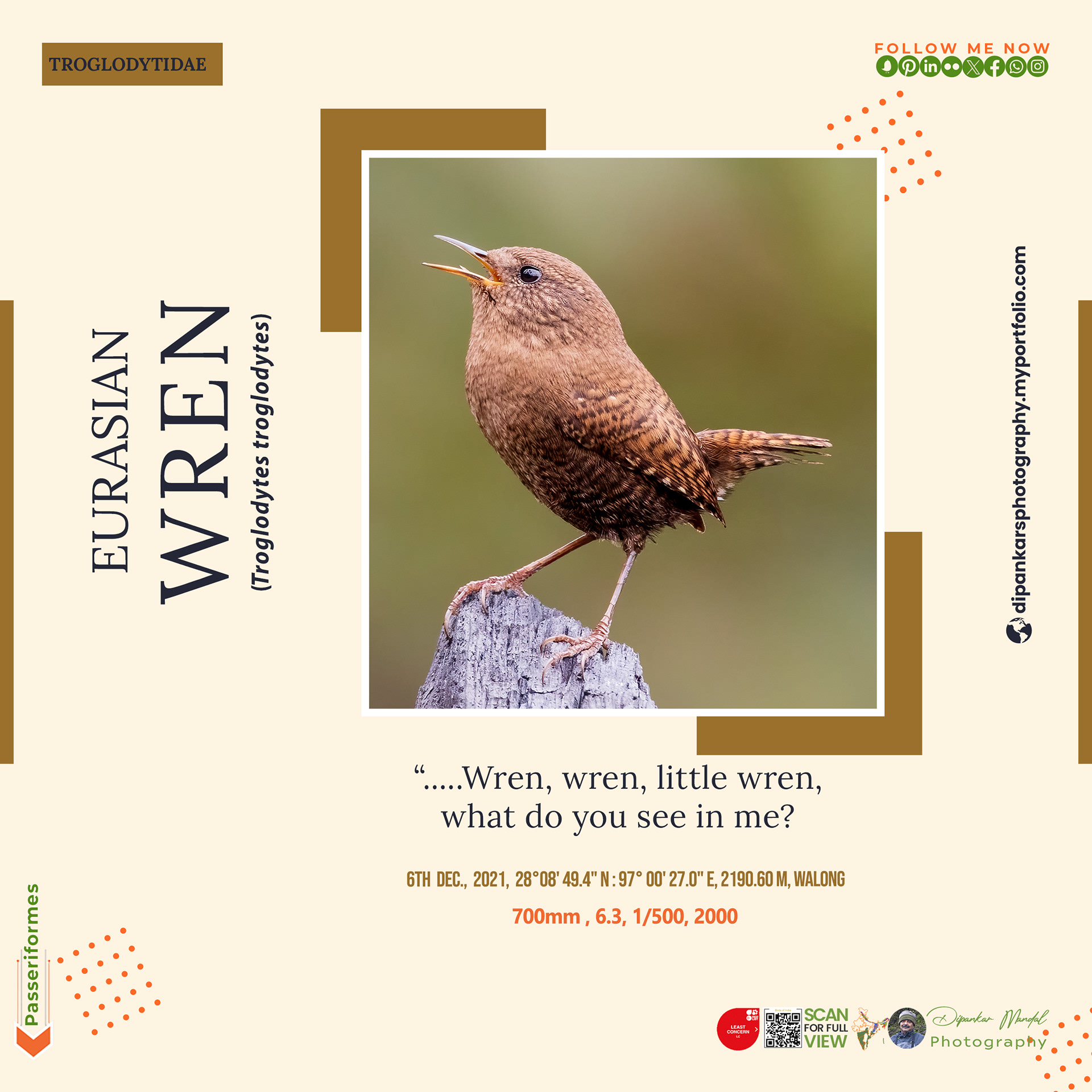 Eurasian Wren