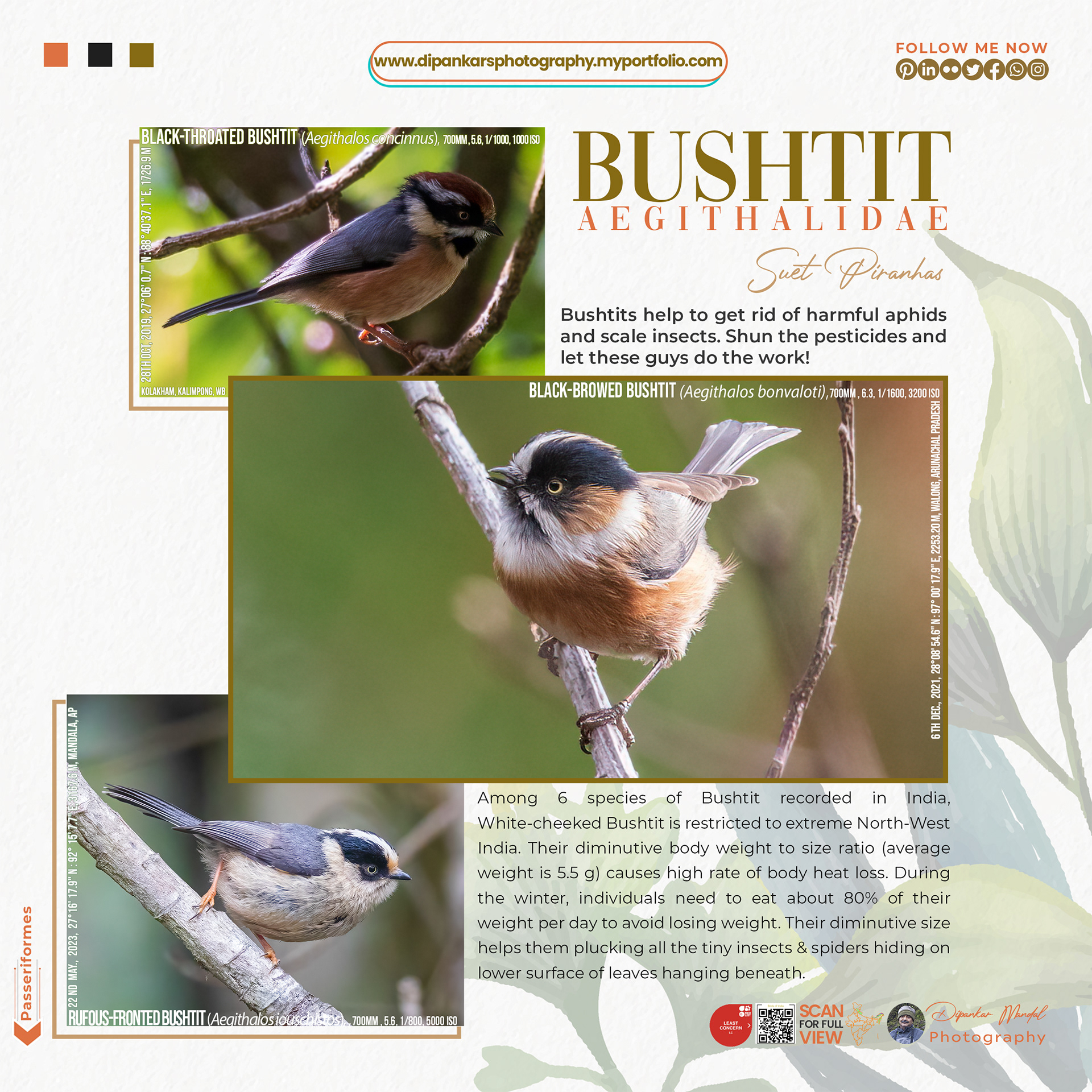 Bushtits-01