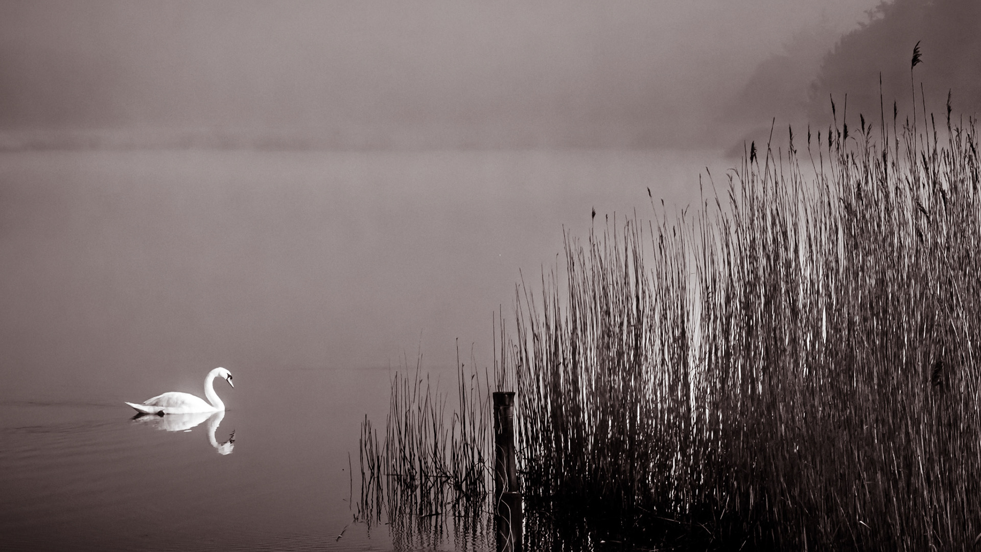 2015-04 UK - New Forest 5042: Single white swan in mist on Beaulieu River, New Forest National Park