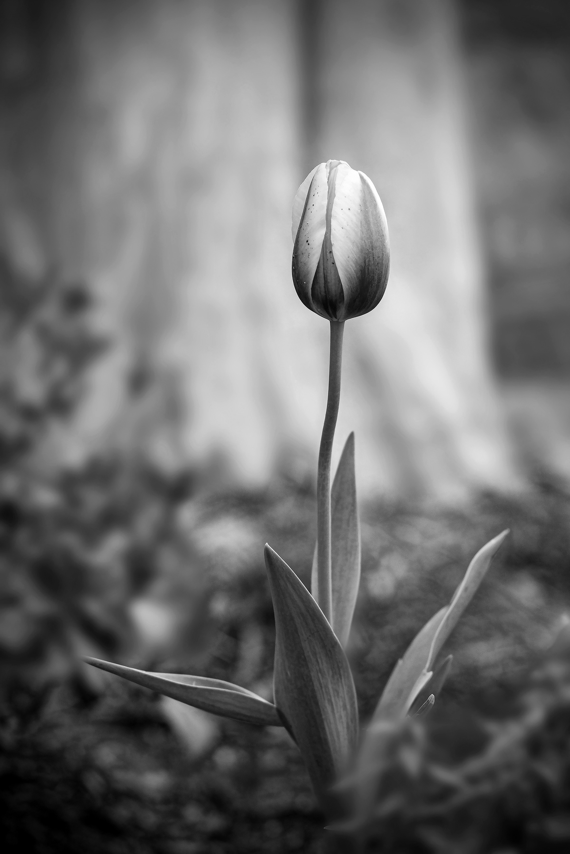 Black-and-white close-up photograph of a tulip, emphasizing the curved petals, stem, light, and shadow.