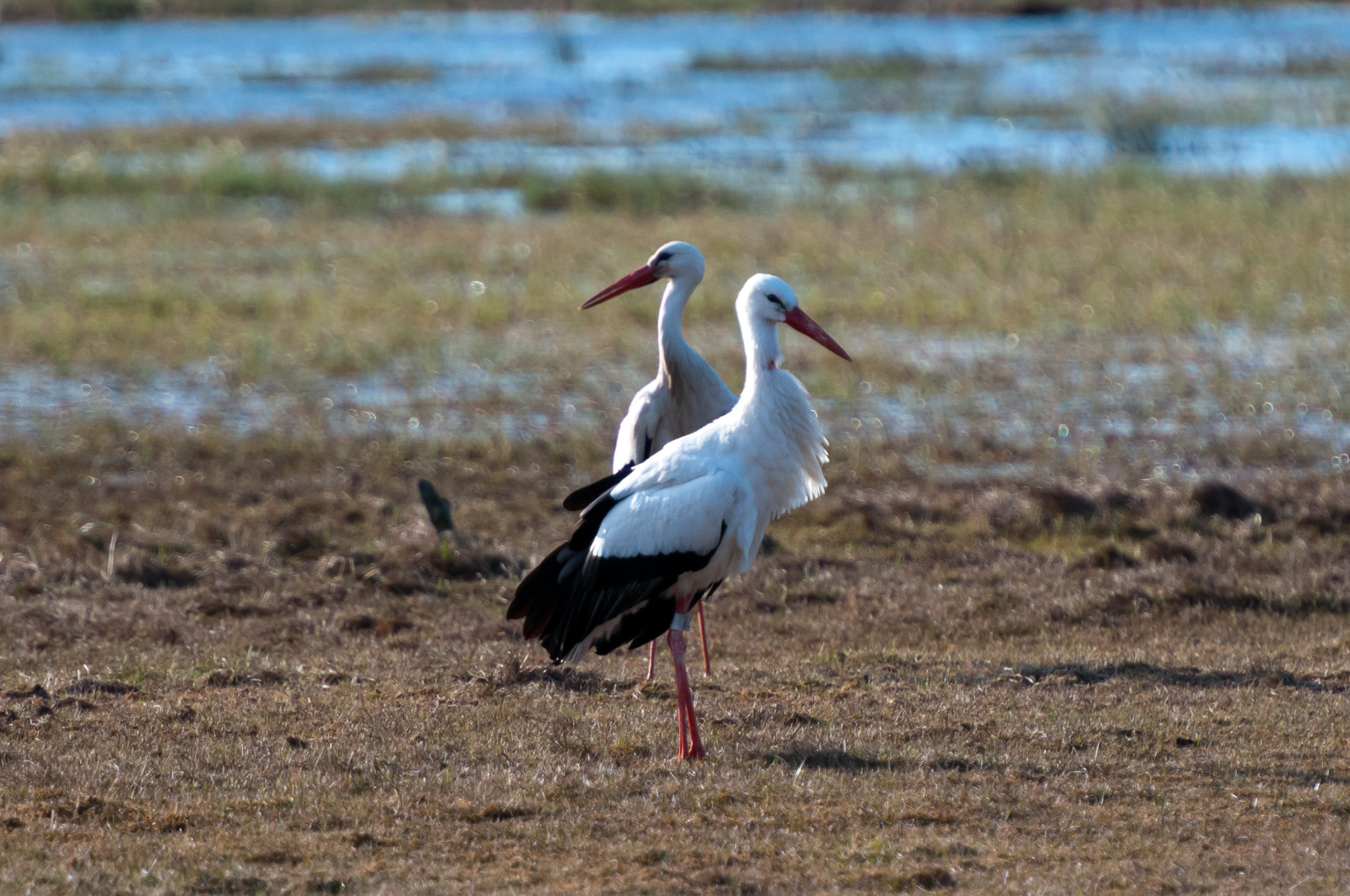 Stork