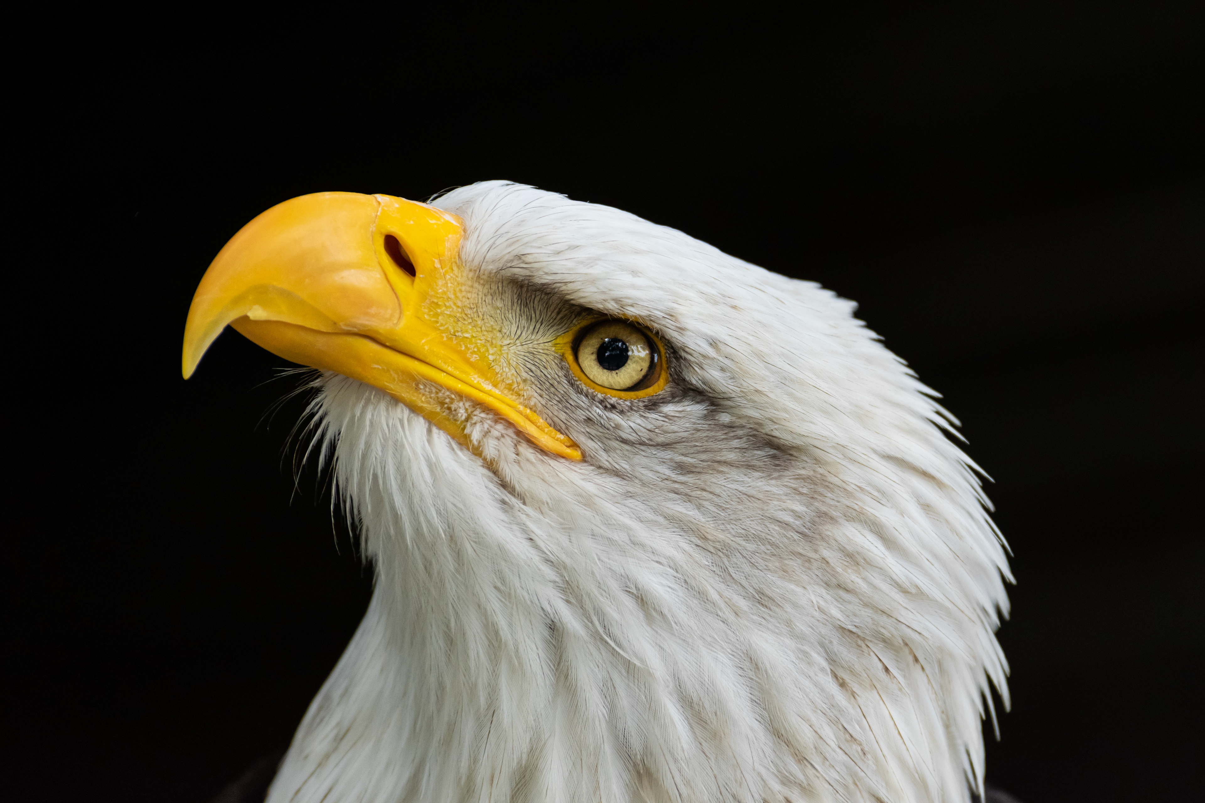Bald eagle