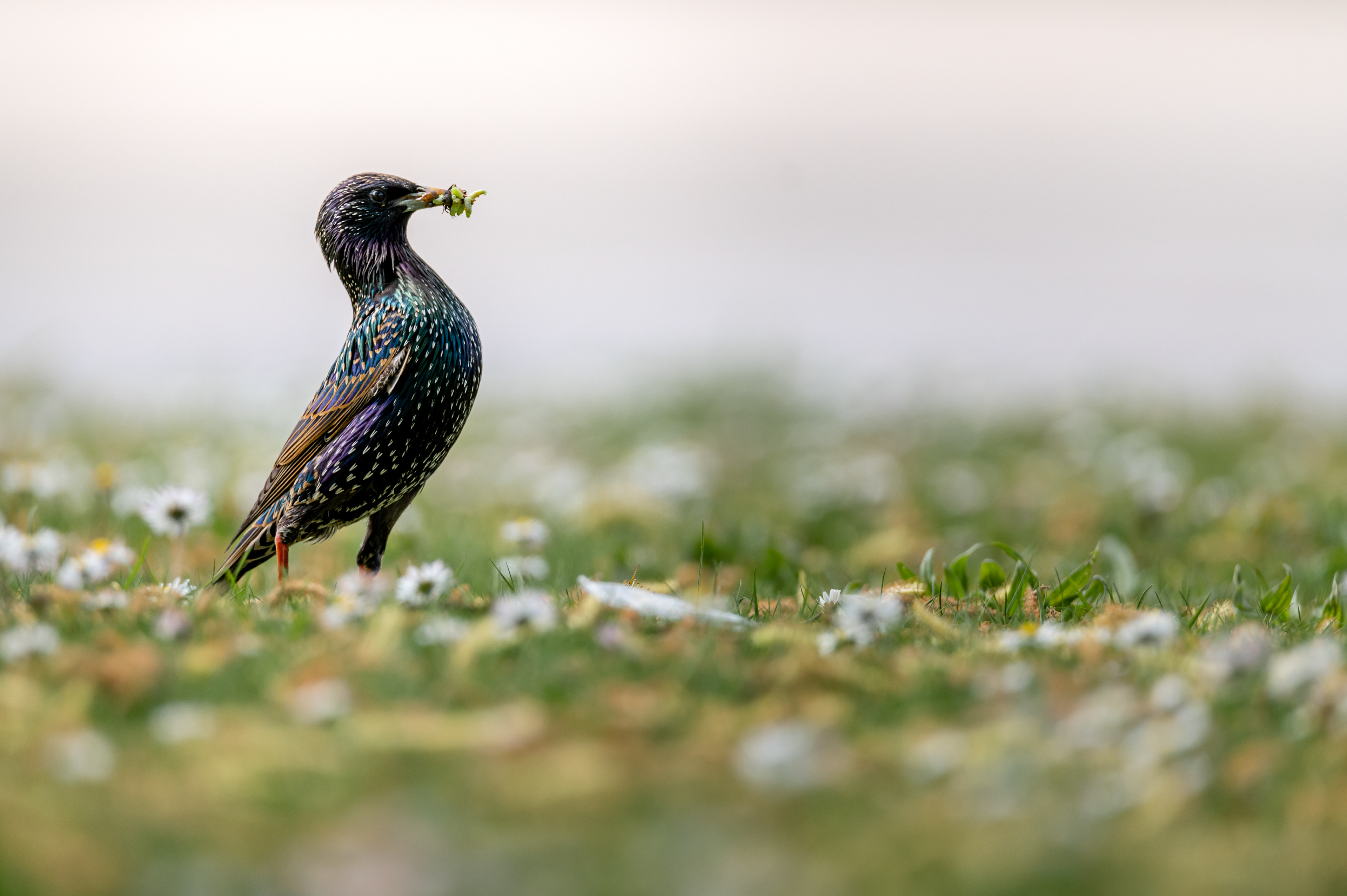 Starling