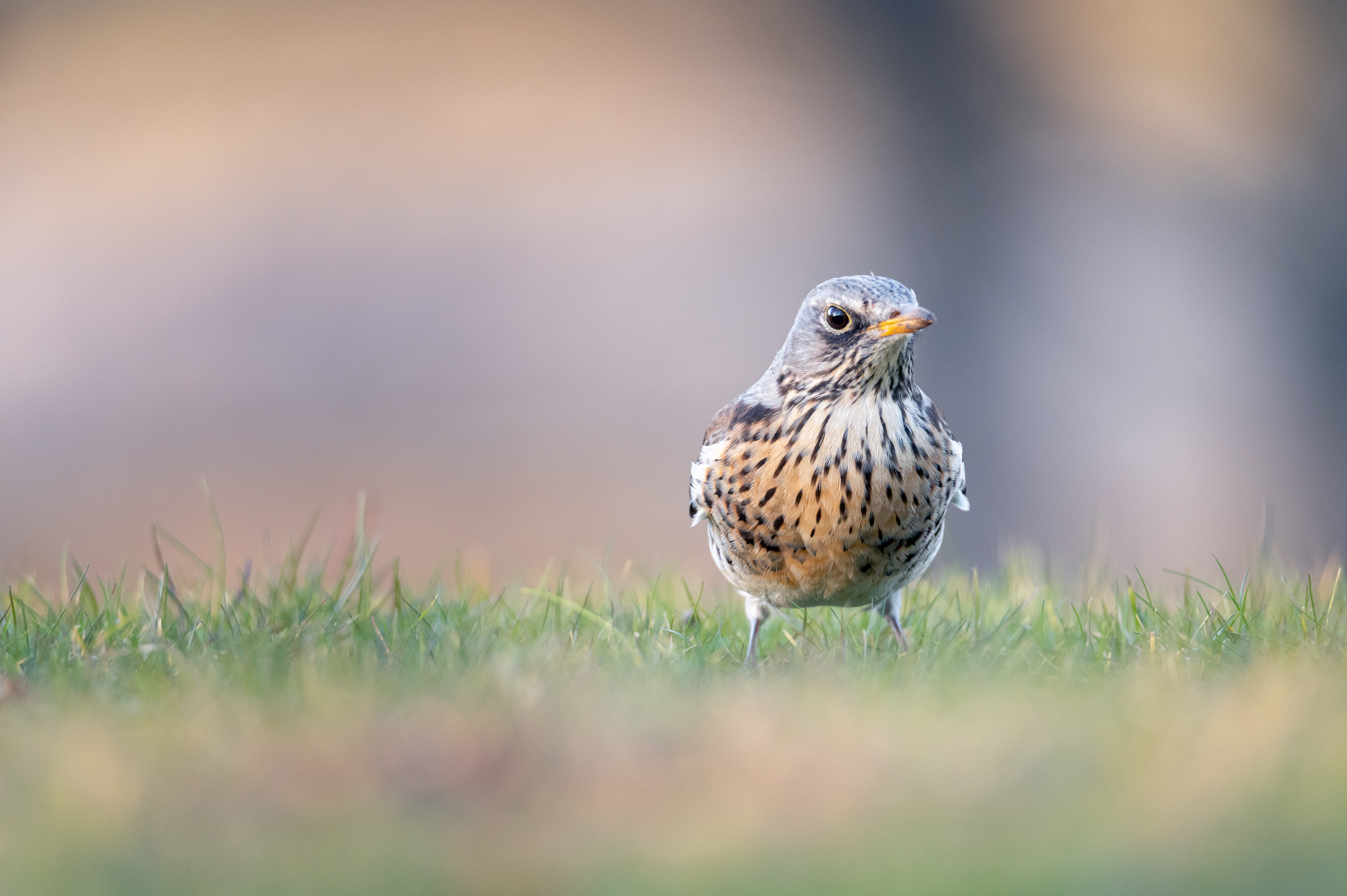 Fieldfare