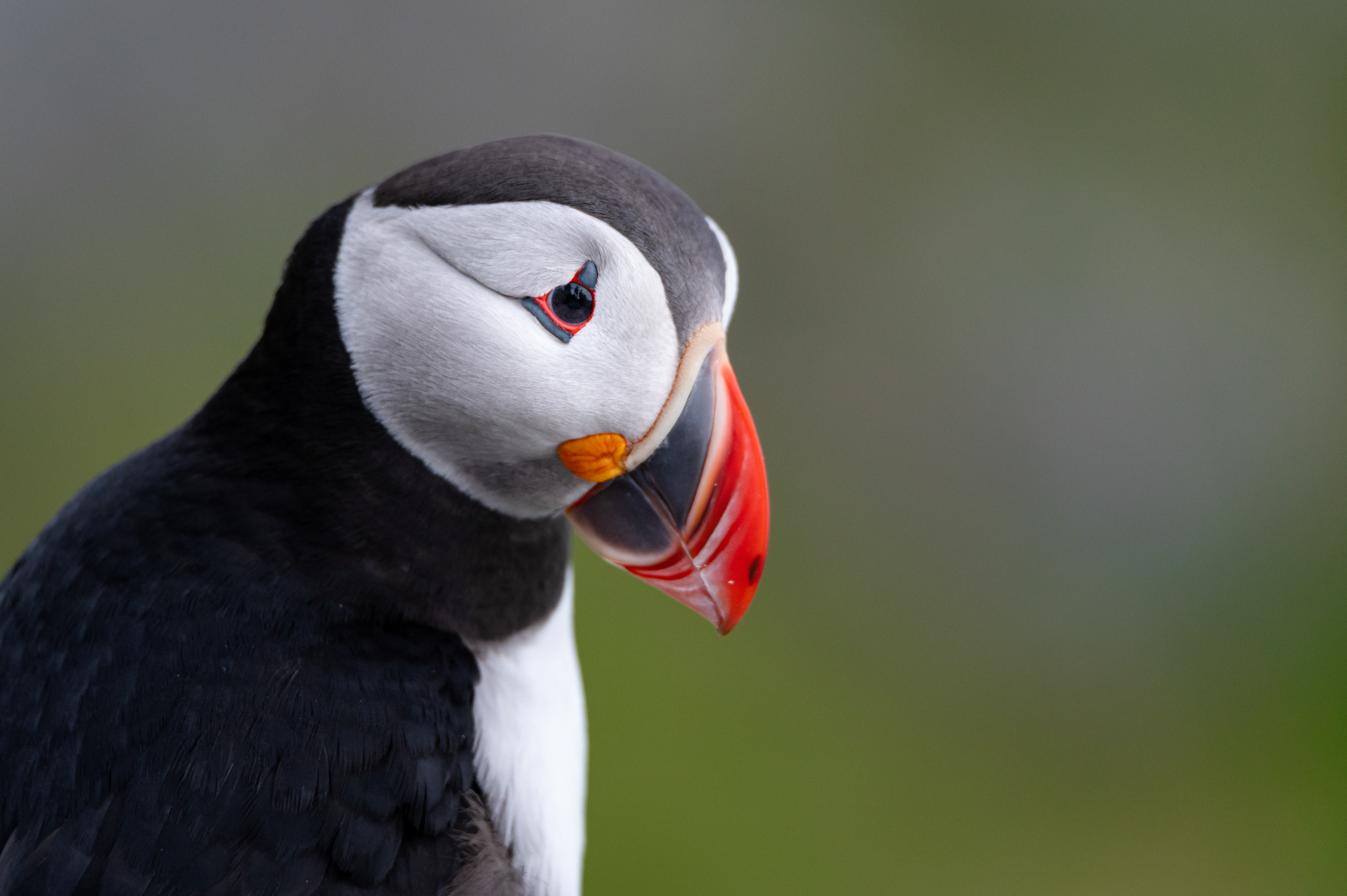 Puffin