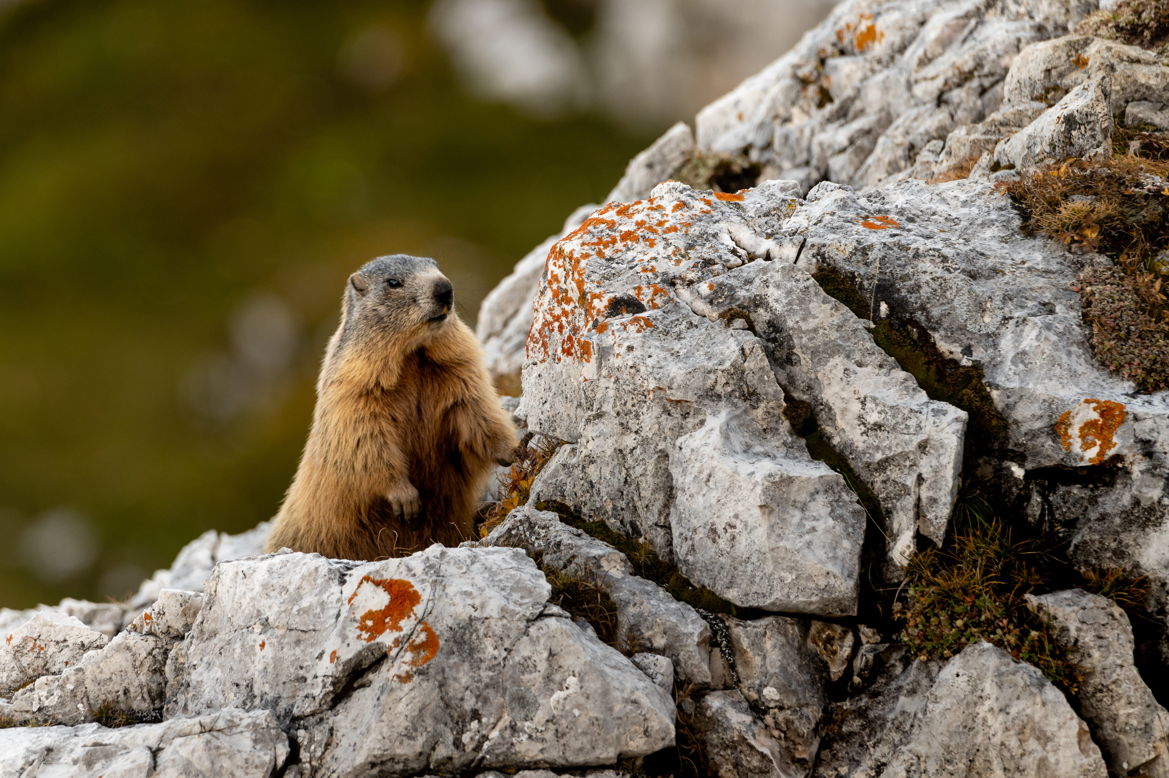 Marmot