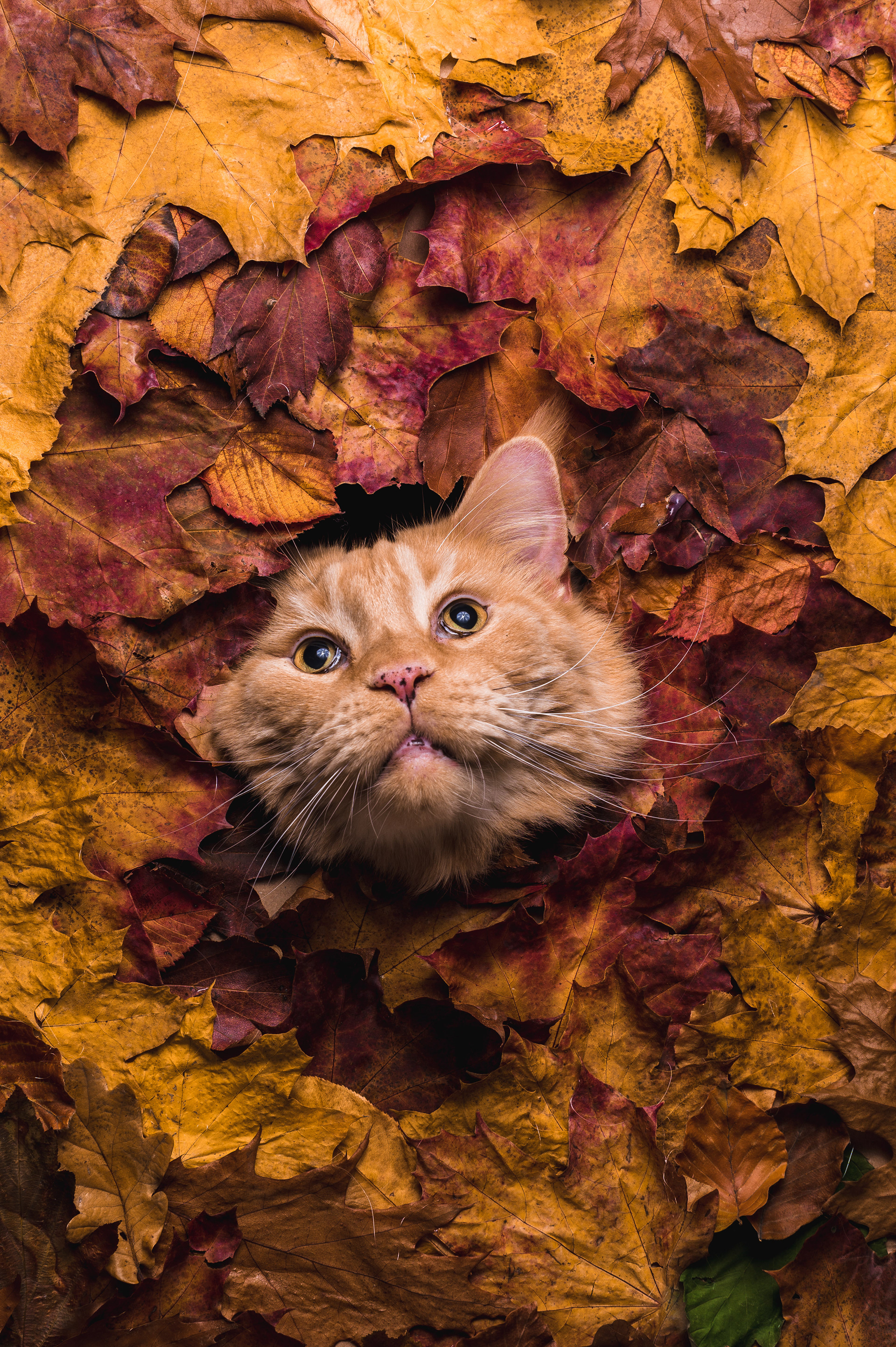 Autumn cat