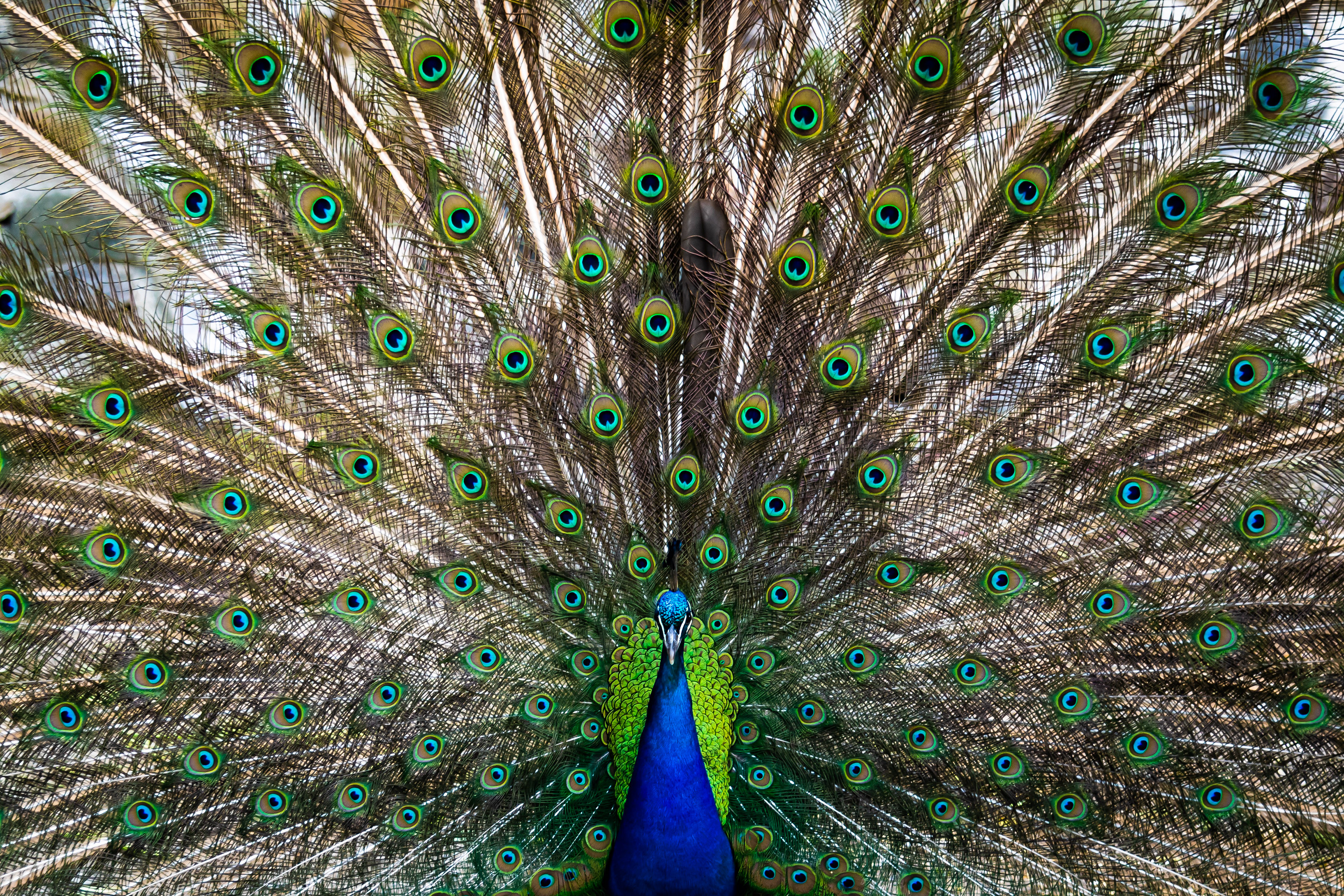 Peacock