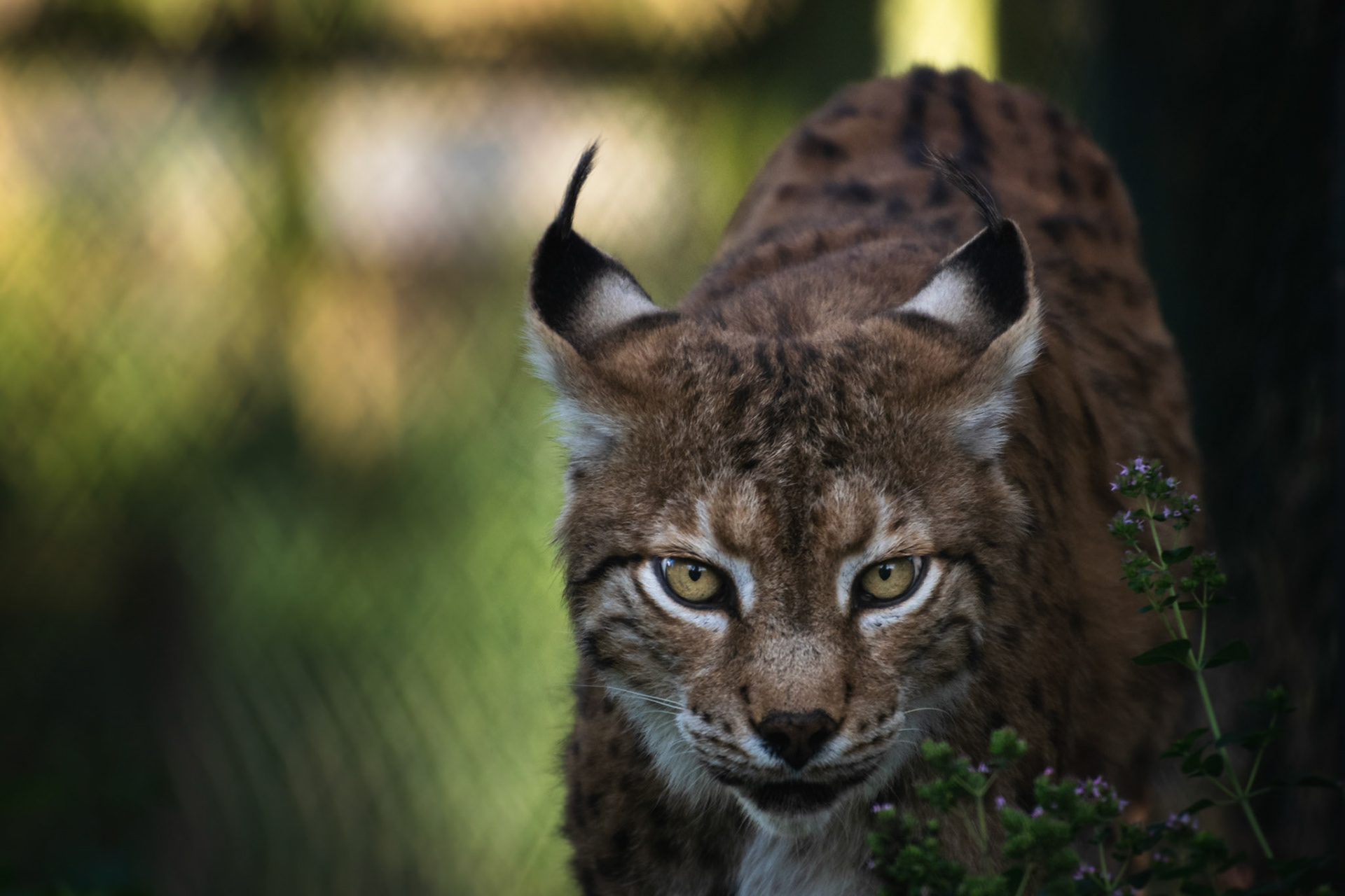 Lynx
