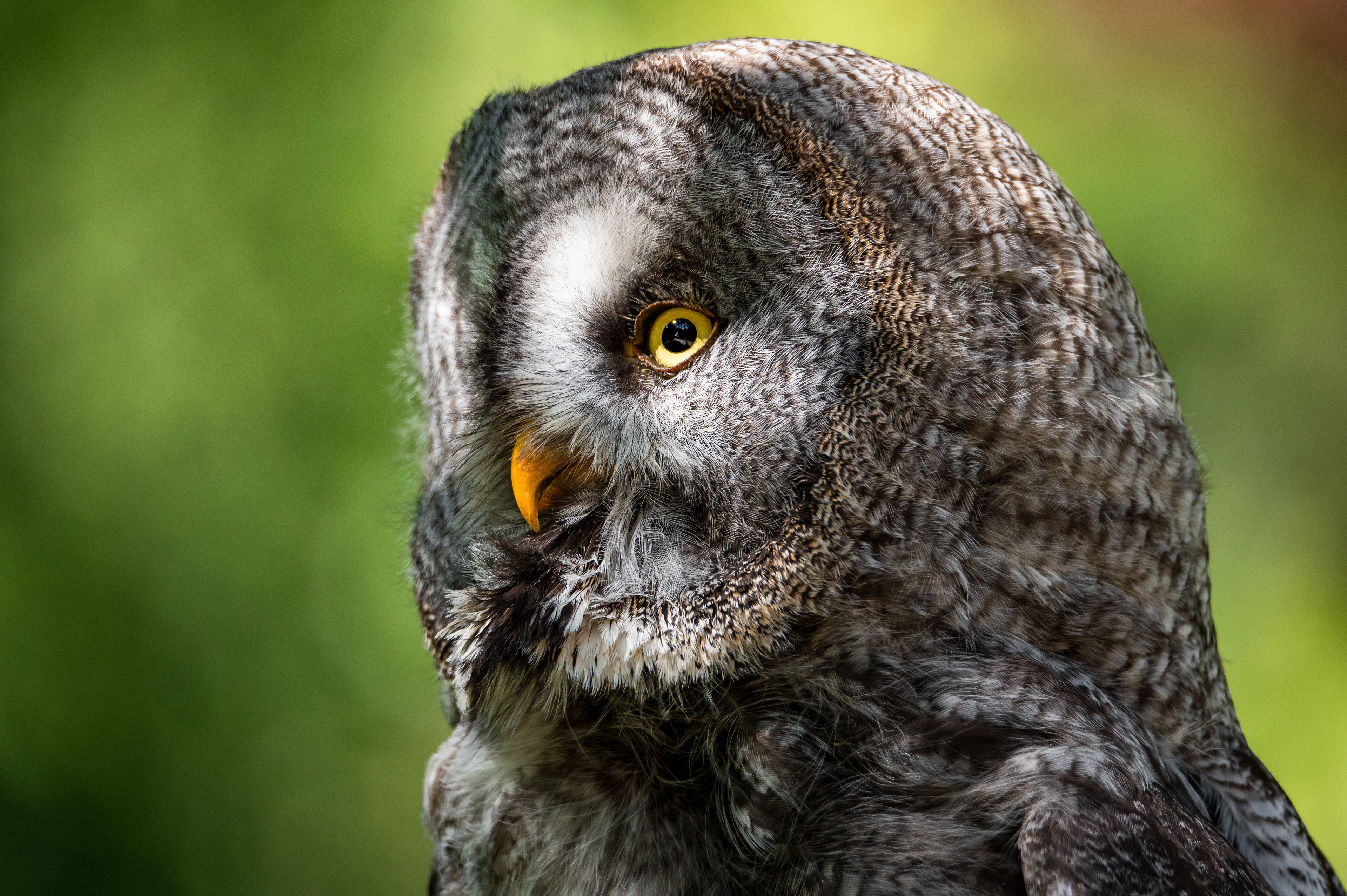 Great gray owl