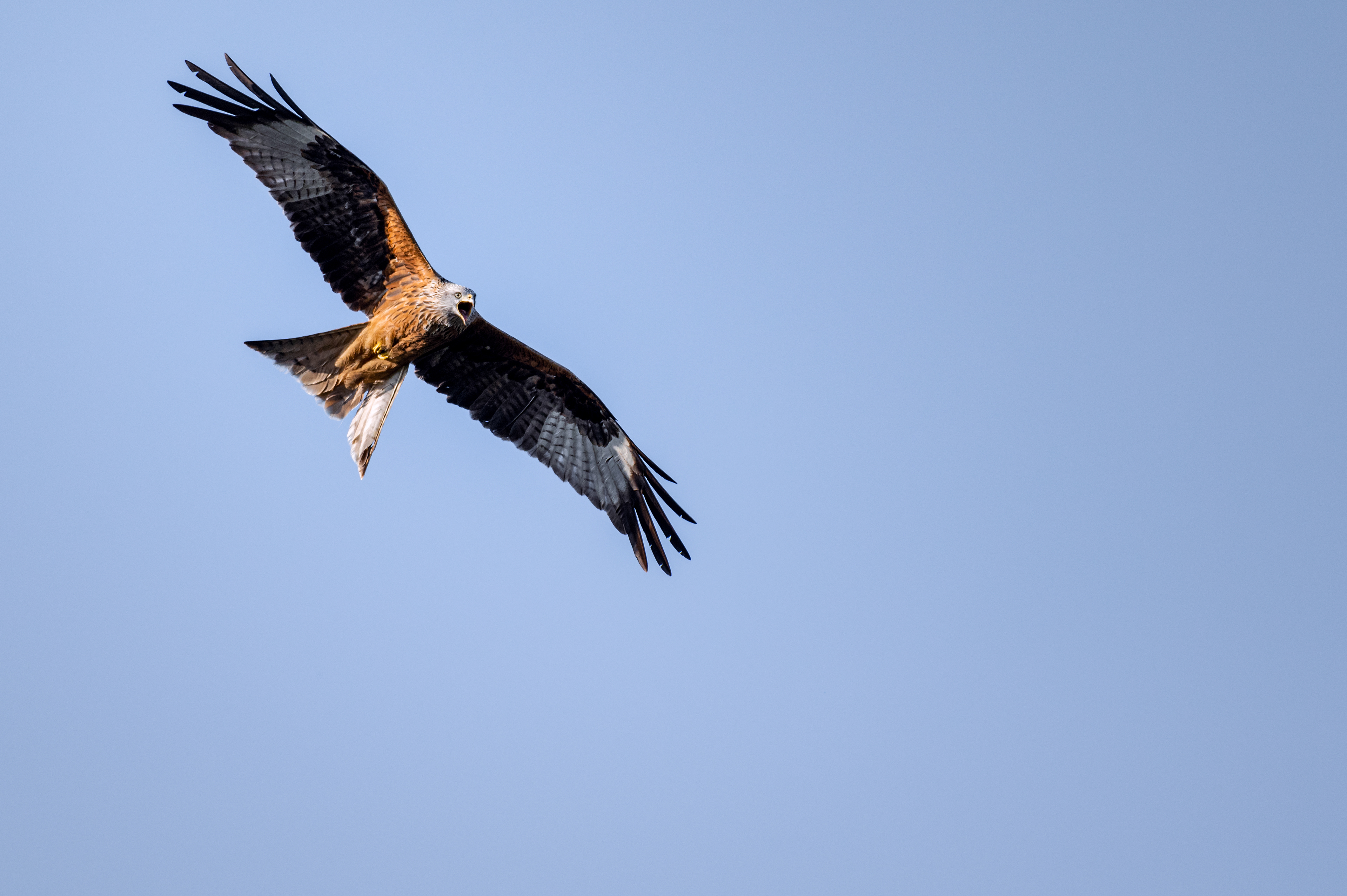 Red kite