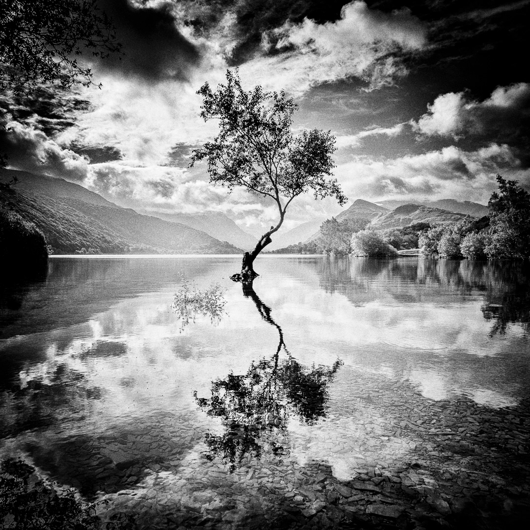 2023, 18th Annual Black & White Spider Awards :  Honorable Mention in Nature : "a Tree in Wales" 