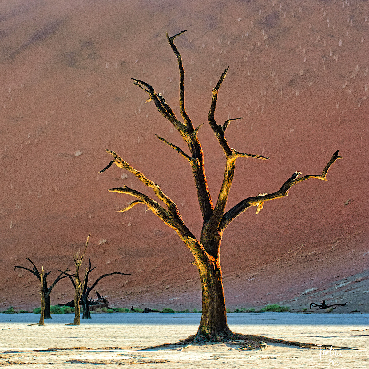 2007 ~ Austria : Medalha de OURO (gold) : Trierenberg, tema Árvores