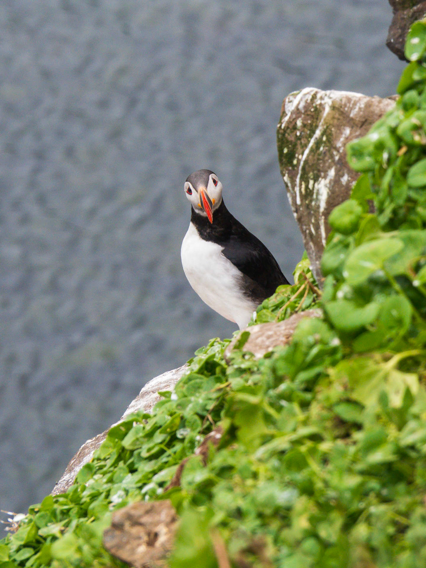 Puffin Curiosity